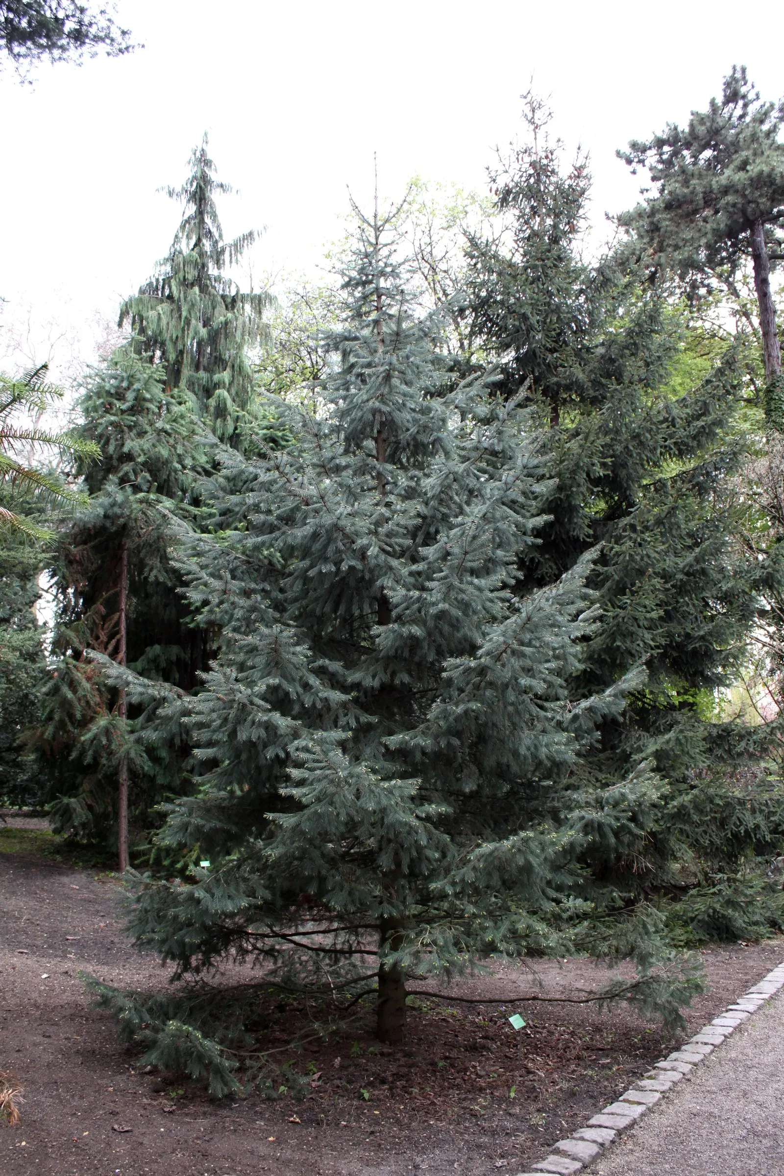 Engelmann Spruce (Picea engelmannii) — ascending to heights of 70-100 feet with a 15-30 feet spread; with a tendency to droop gracefully as the, image 38