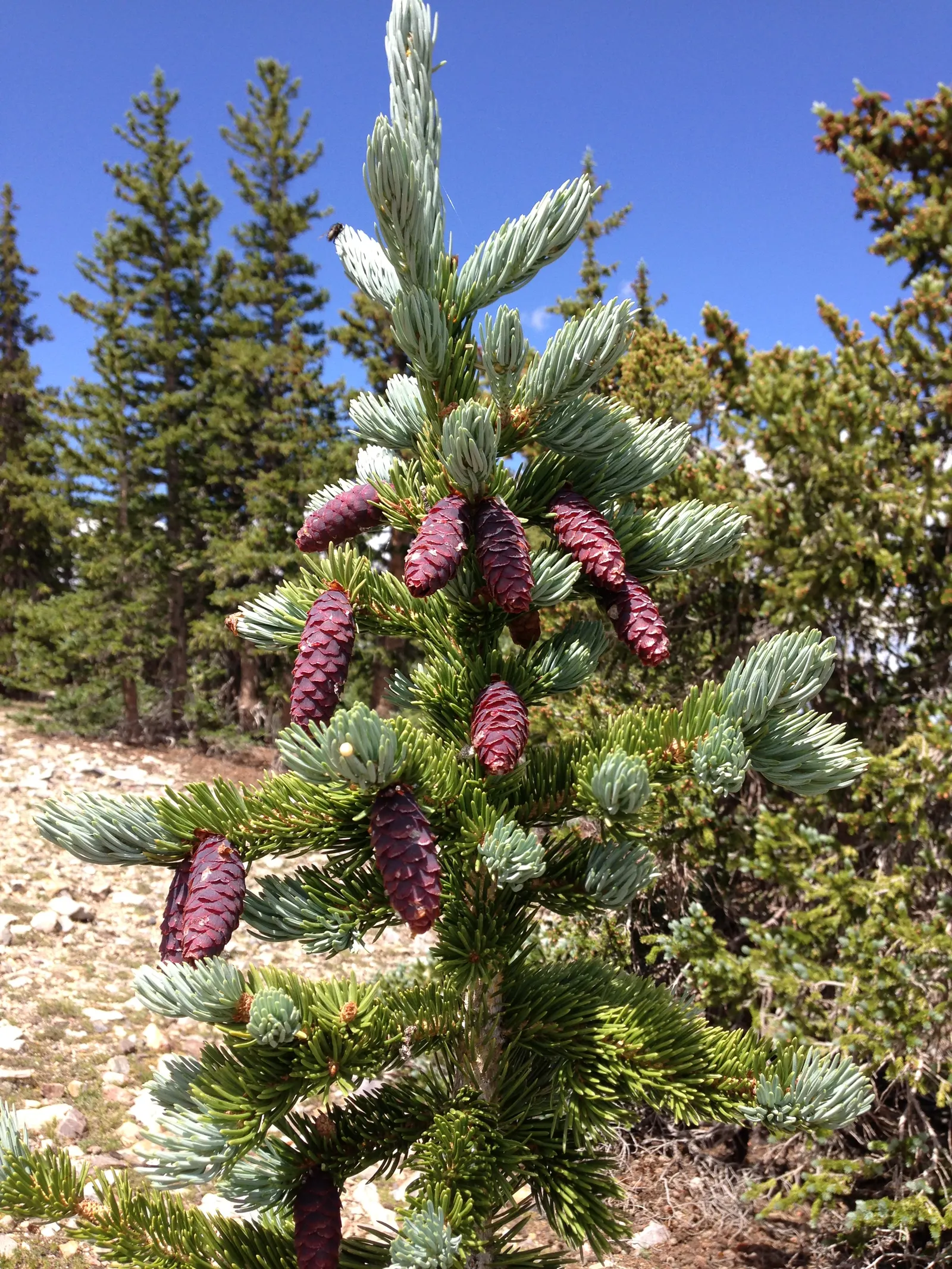 Engelmann Spruce (Picea engelmannii) — which contribute a striking texture and color contrast throughout the year; making it an exceptional choice for creating