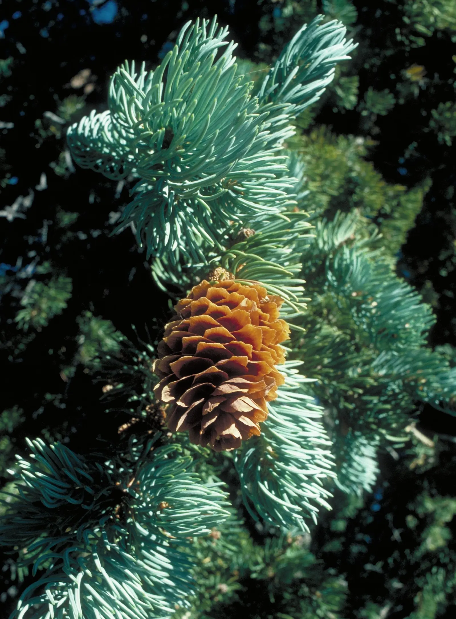 Engelmann Spruce (Picea engelmannii) — making it an exceptional choice for creating vertical interest in a garden design; scientifically known as Picea