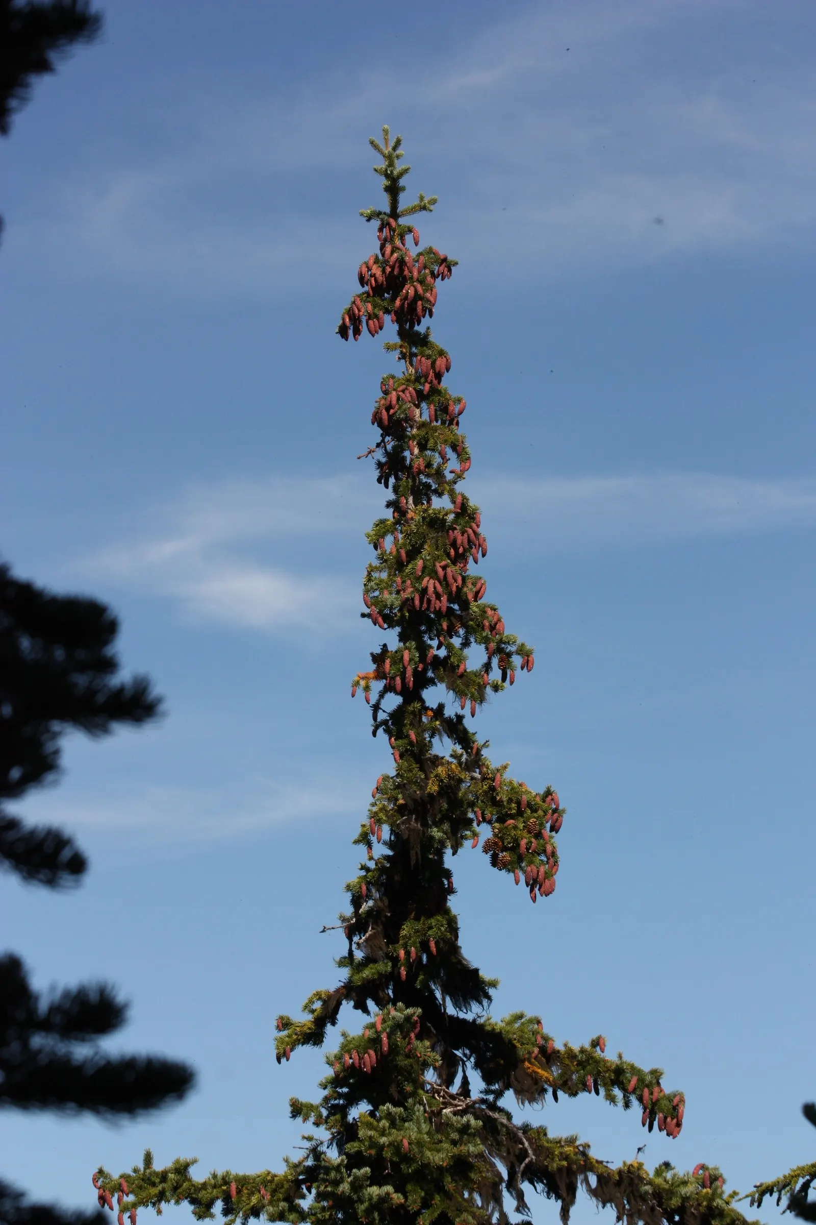 Engelmann Spruce (Picea engelmannii) — Admired for its pyramidal form and blue-green needles