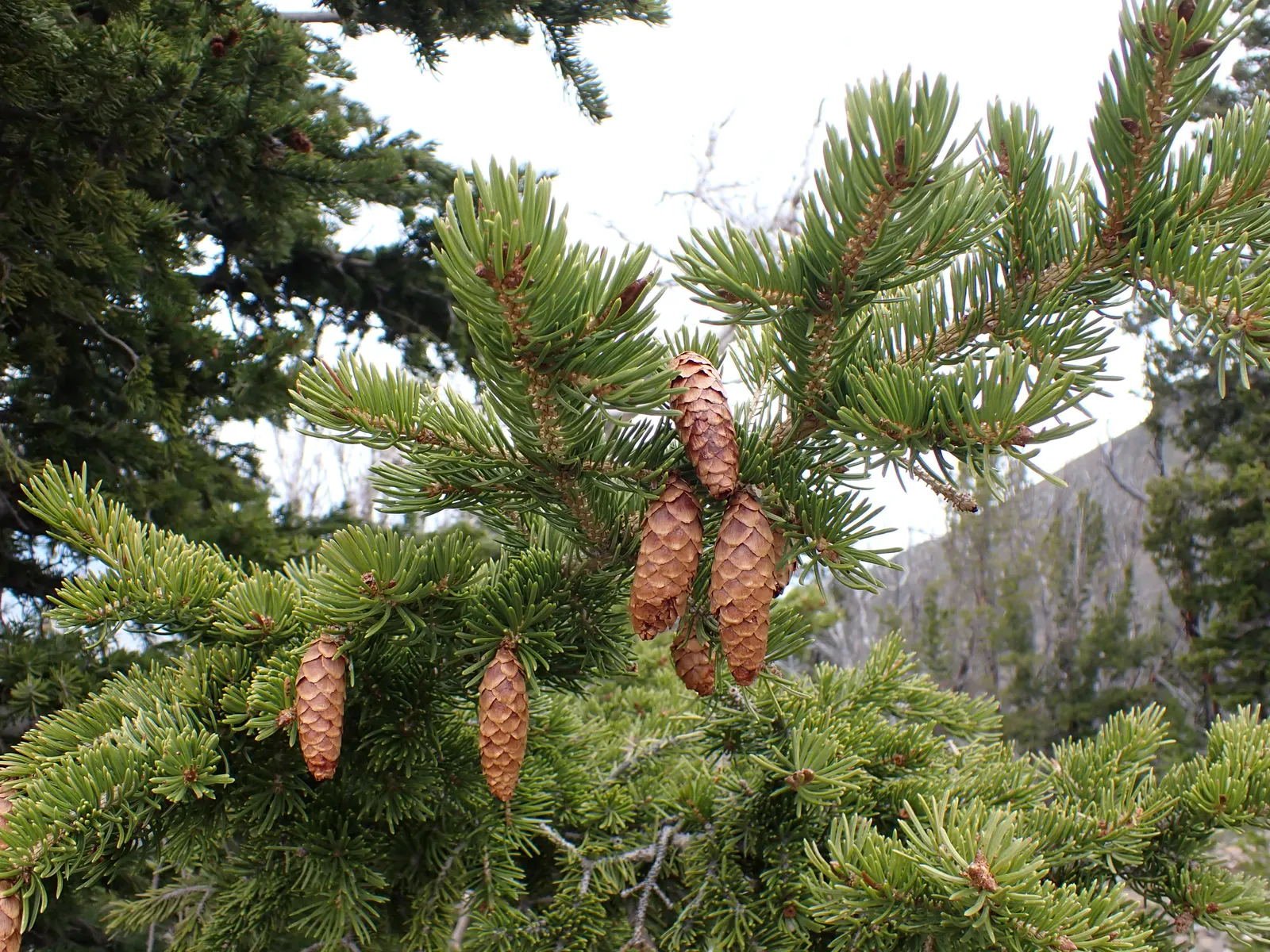 Engelmann Spruce (Picea engelmannii) — with a tendency to droop gracefully as the tree matures
