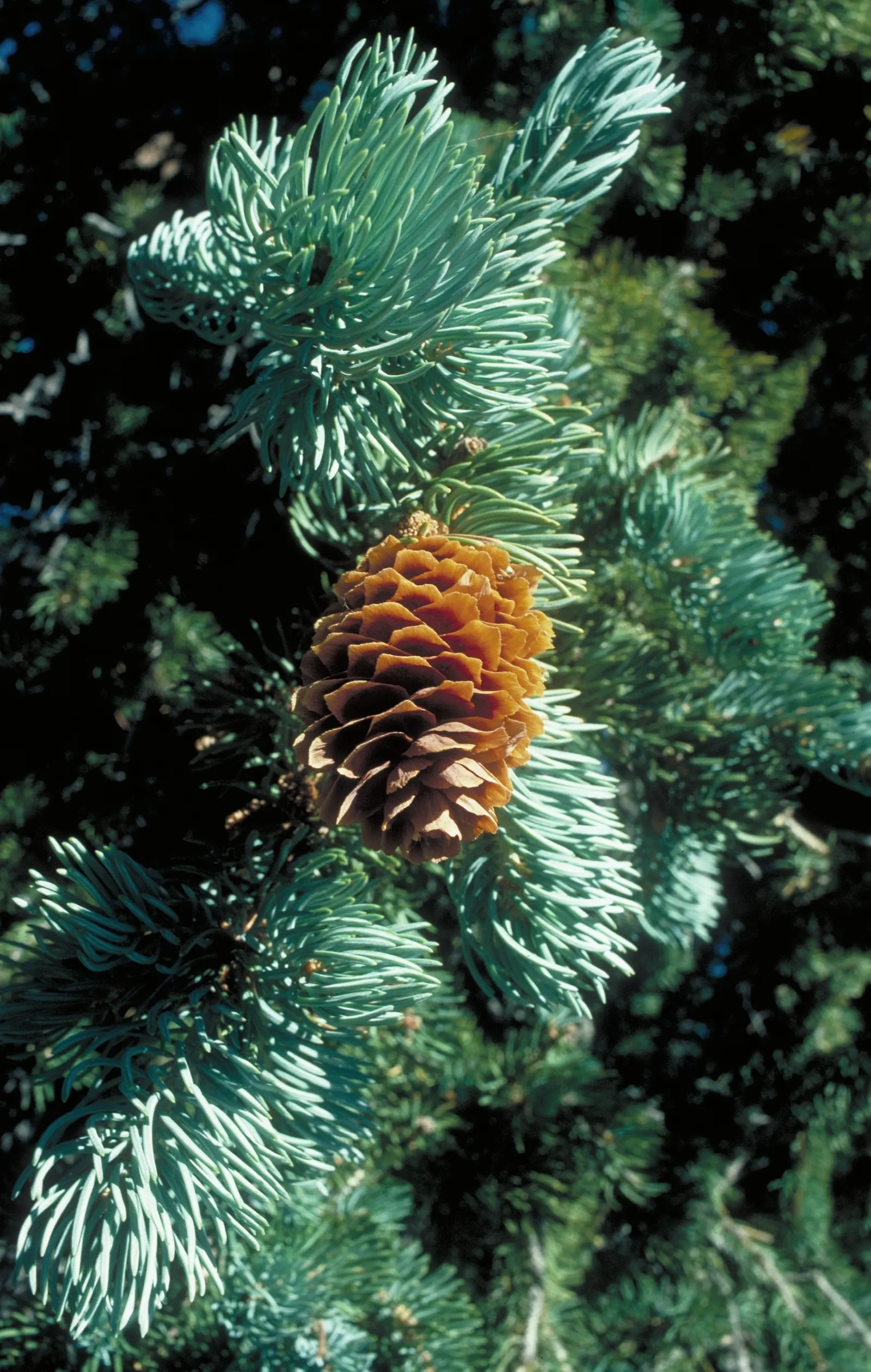 Engelmann Spruce (Picea engelmannii) — demonstrating a remarkable tolerance once established