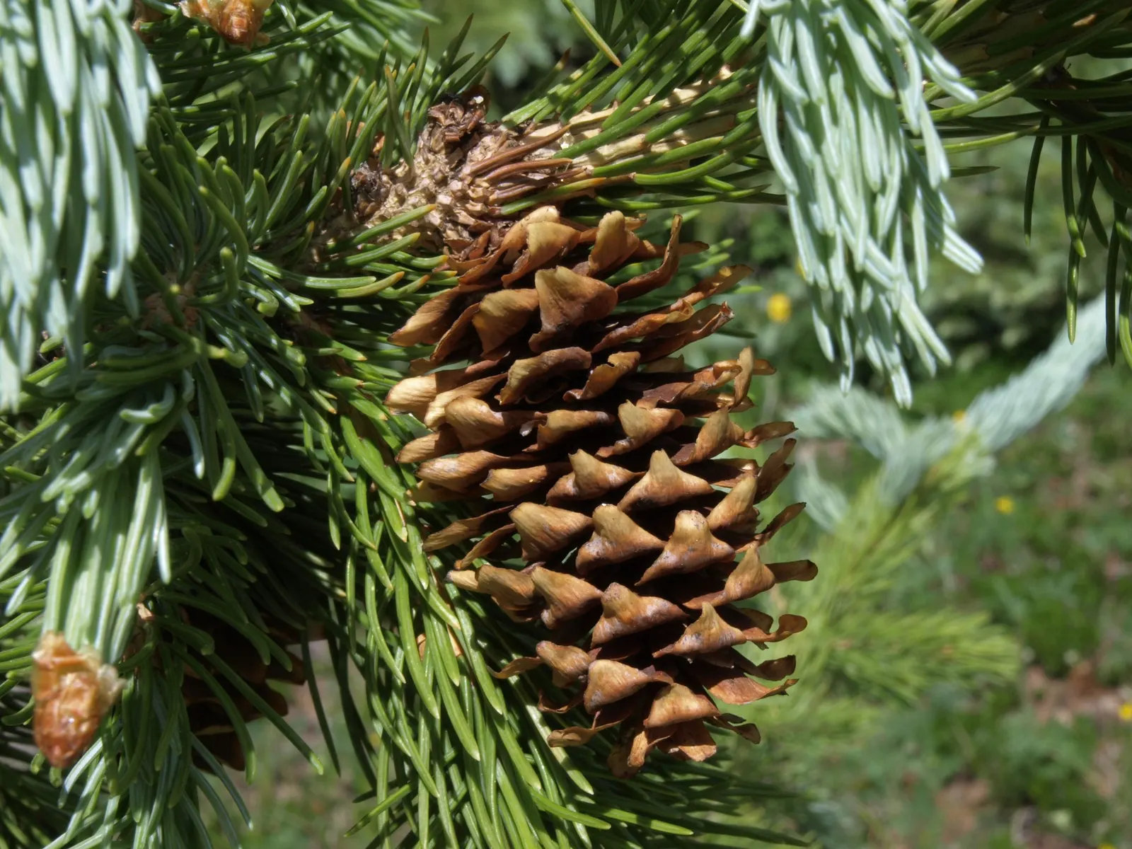 Engelmann Spruce (Picea engelmannii) — which hang elegantly from branches
