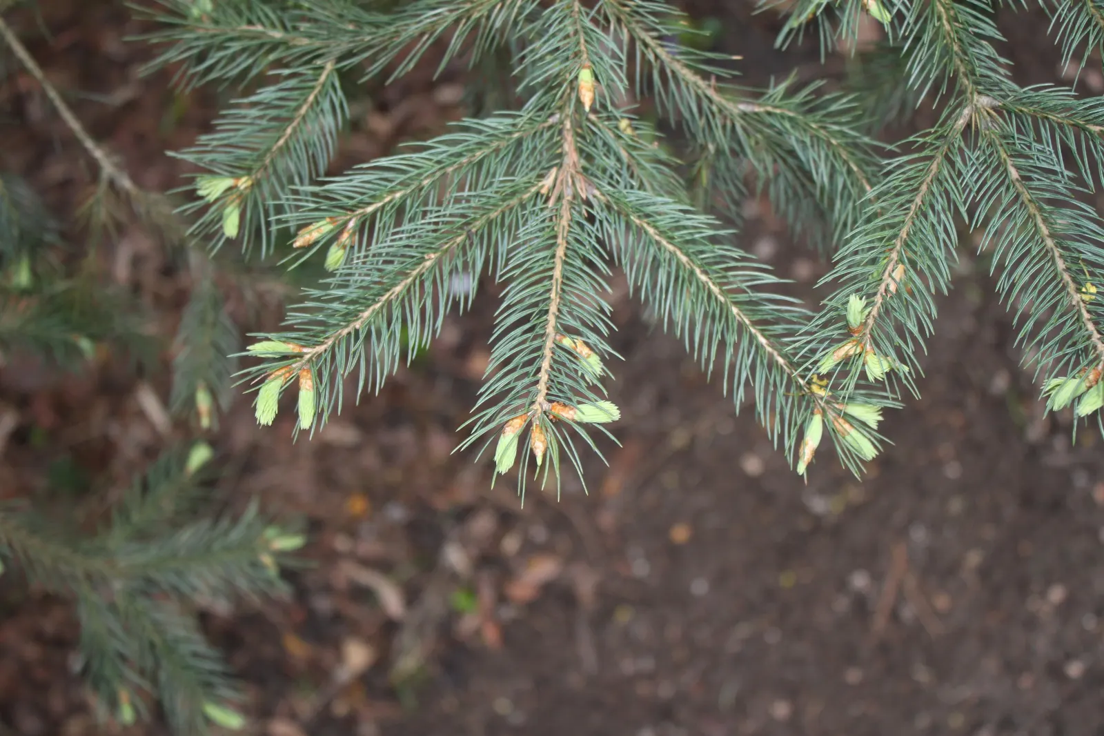 Engelmann Spruce (Picea engelmannii) — The needles are typically around 1 inch long; demonstrating a remarkable tolerance once established