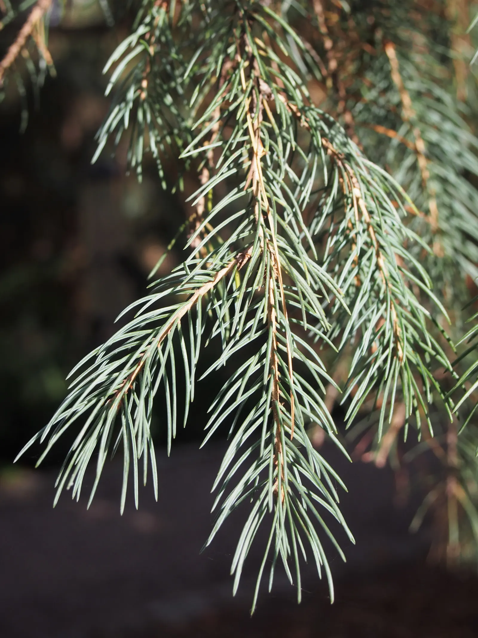 Engelmann Spruce (Picea engelmannii) — making it an exceptional choice for creating vertical interest in a garden design