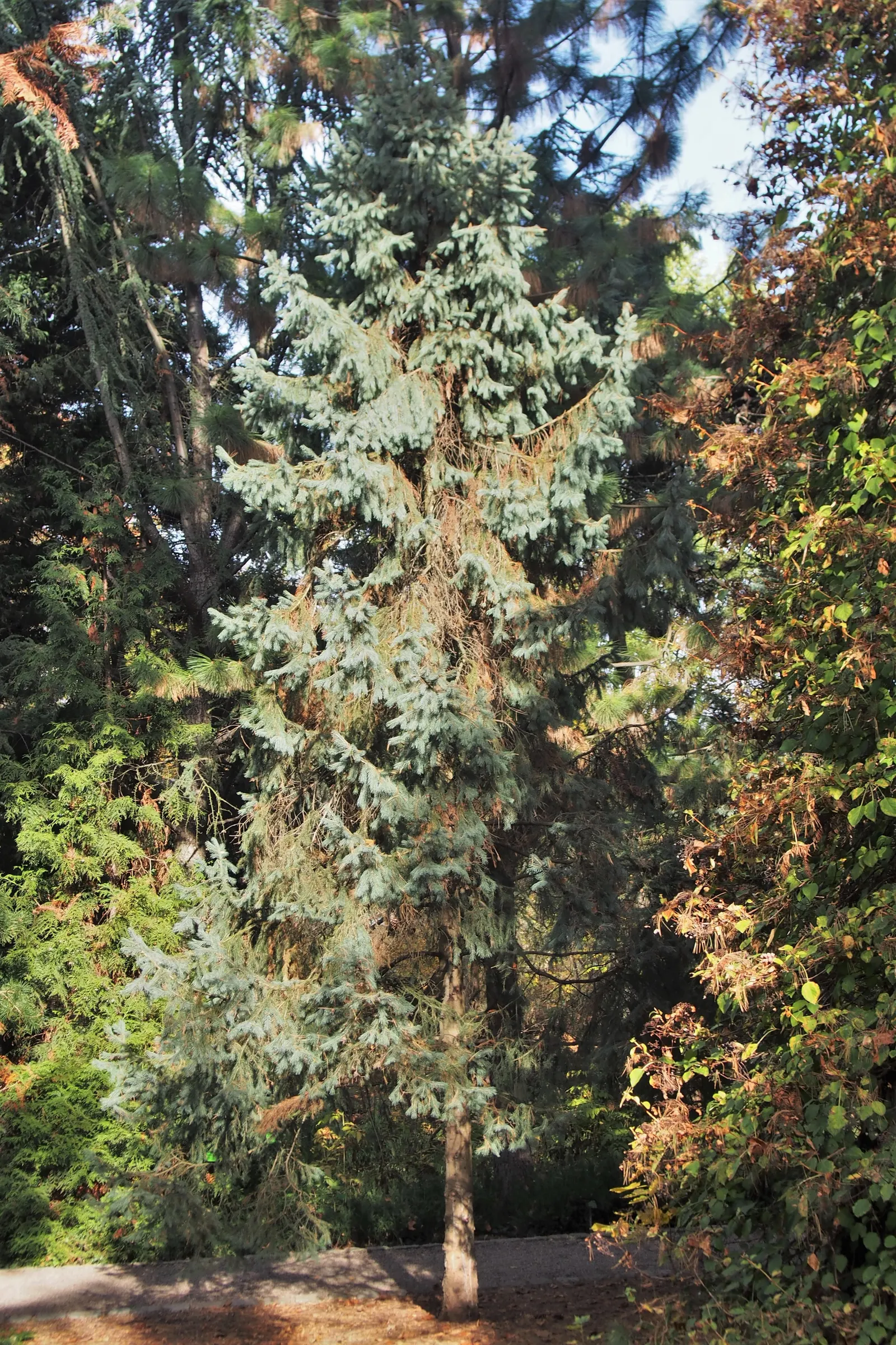 Engelmann Spruce (Picea engelmannii) — It prefers cooler climates and thrives in USDA hardiness zones 3-7; which contribute a striking texture and color
