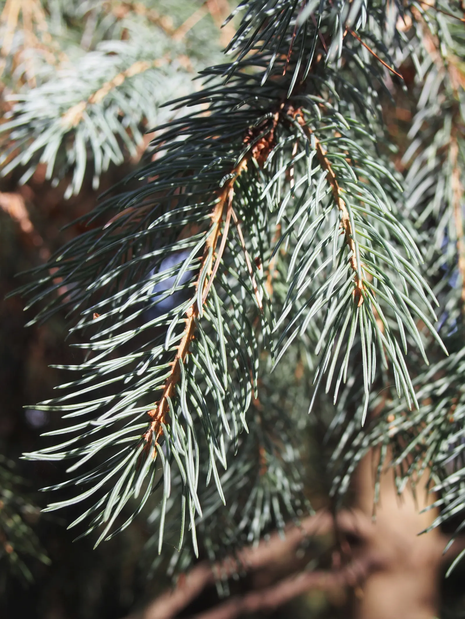 Engelmann Spruce (Picea engelmannii) — Its dense foliage provides excellent wind resistance; is a magnificent North American native conifer that imbues