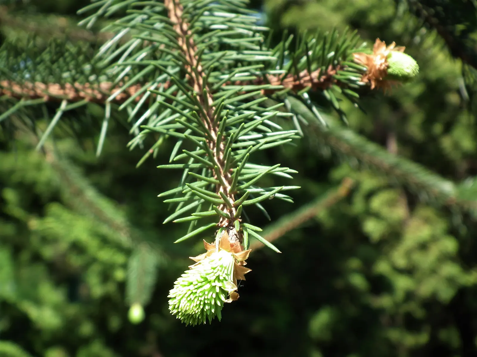 Engelmann Spruce (Picea engelmannii) — thrives in USDA zones 3-7
