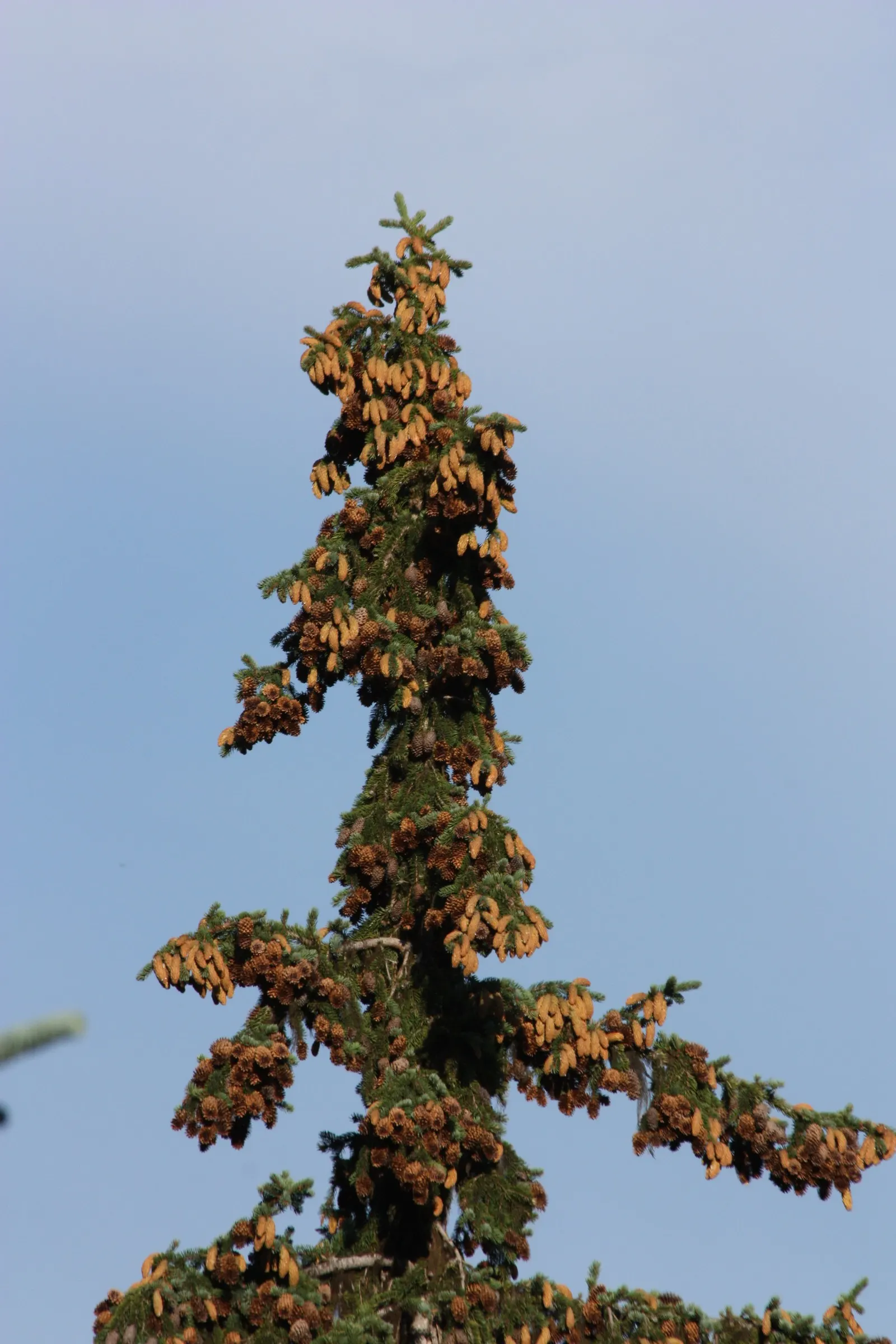 Engelmann Spruce (Picea engelmannii) — conifer / tree for full