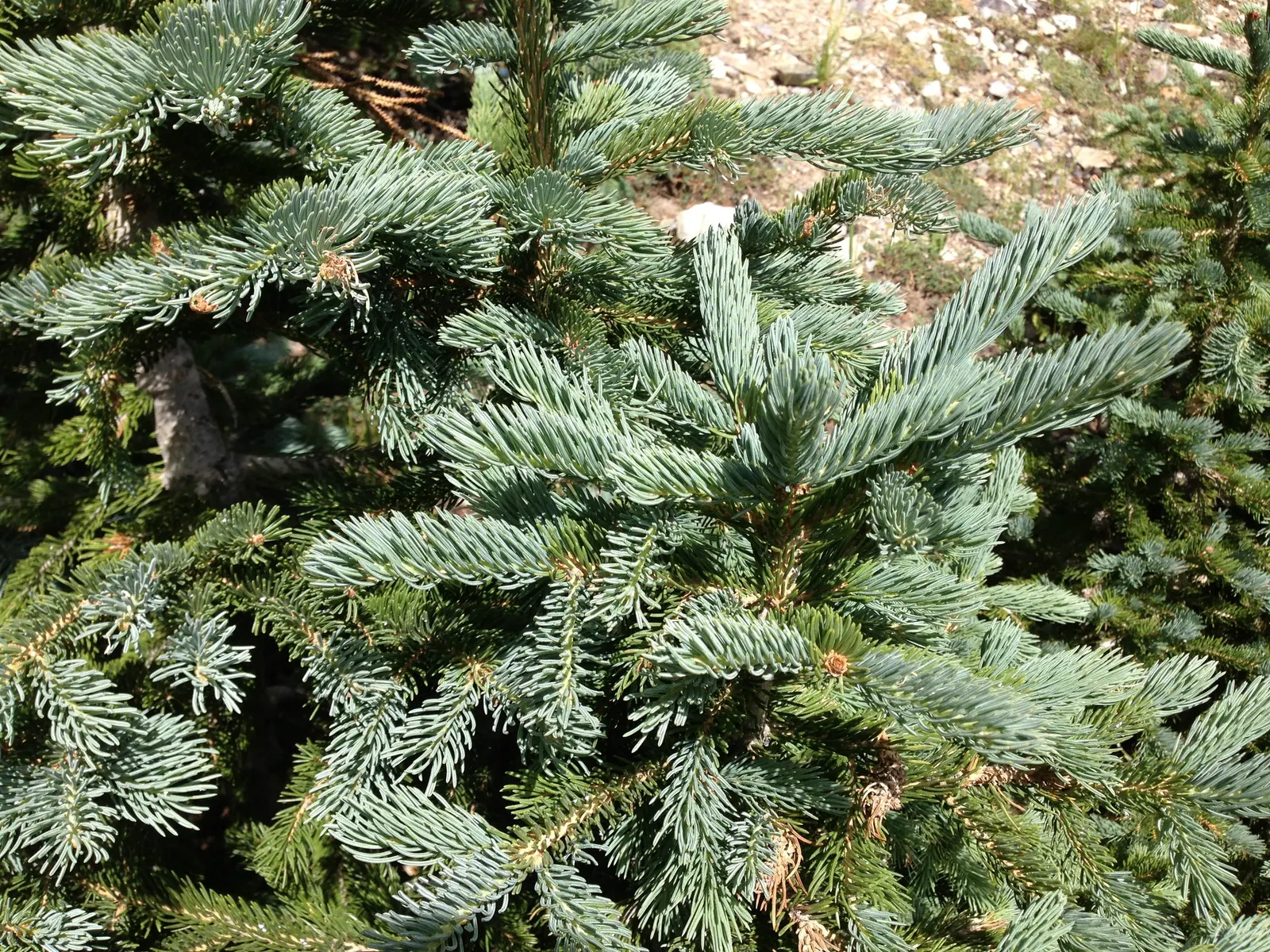 Engelmann Spruce (Picea engelmannii) — with a tendency to droop gracefully as the tree matures; ascending to heights of 70-100 feet with a 15-30 feet spread