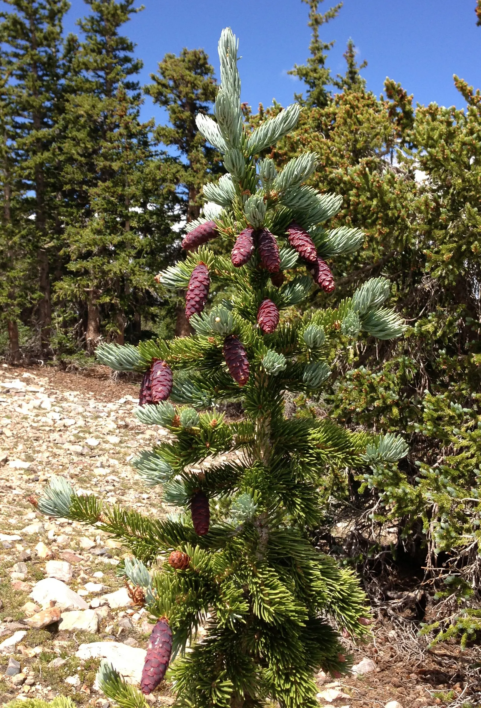 Engelmann Spruce (Picea engelmannii) — Its branches span 20-30 feet