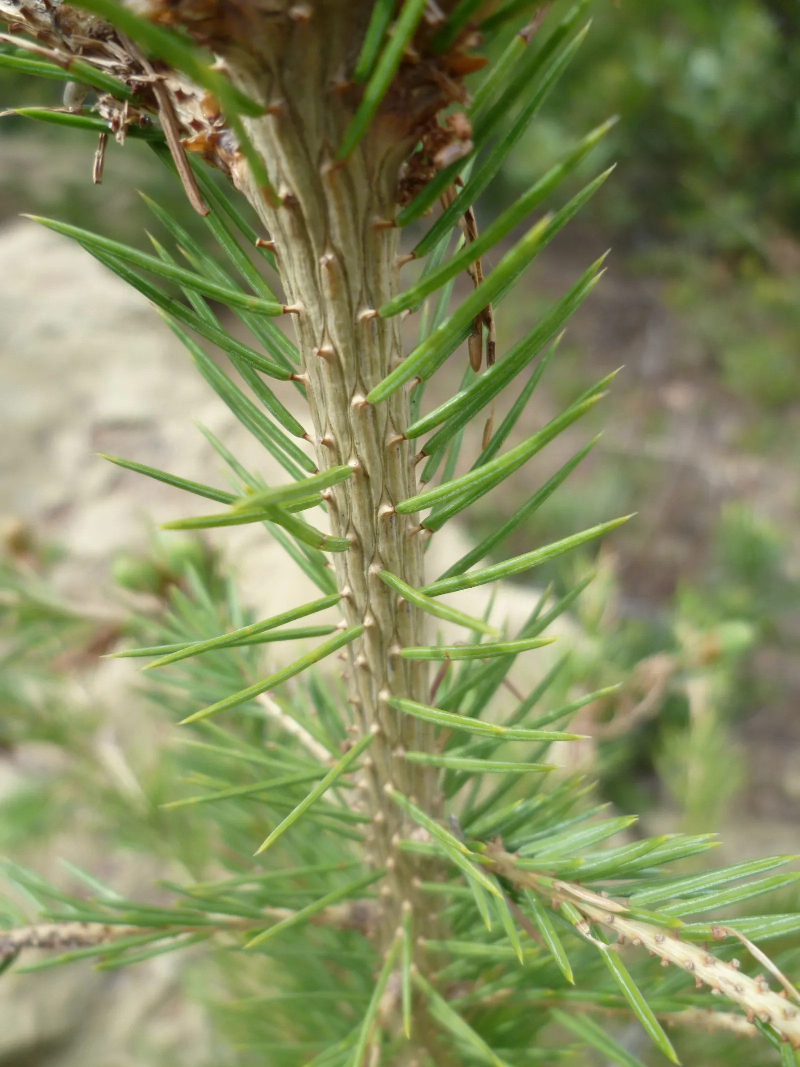 Engelmann Spruce (Picea engelmannii) — ascending to heights of 70-100 feet with a 15-30 feet spread; with a tendency to droop gracefully as the tree matures