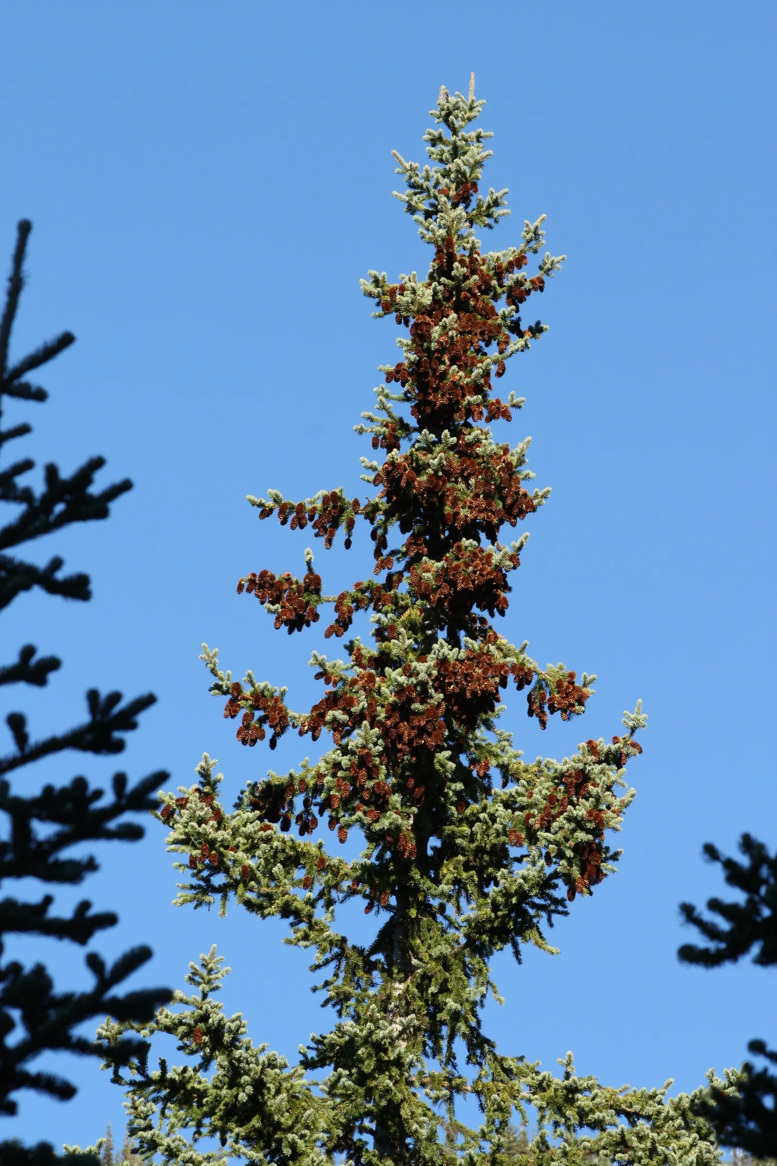 Engelmann Spruce (Picea engelmannii) — which hang elegantly from branches; making it a robust choice for screens and background plantings in expansive