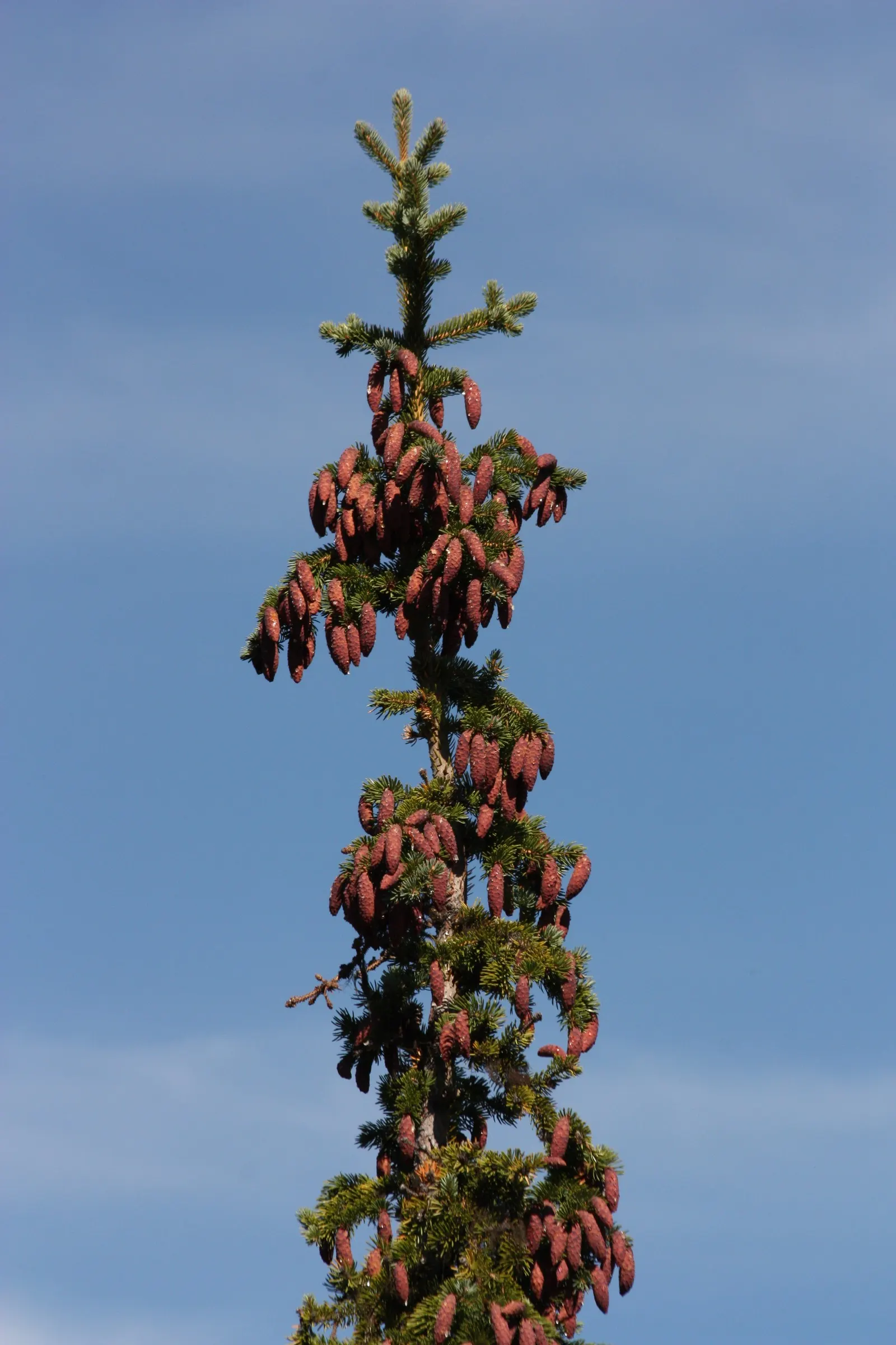 Engelmann Spruce (Picea engelmannii) — This spruce can reach impressive heights of up to 100-130 feet with a slender; consider its full mature spread and