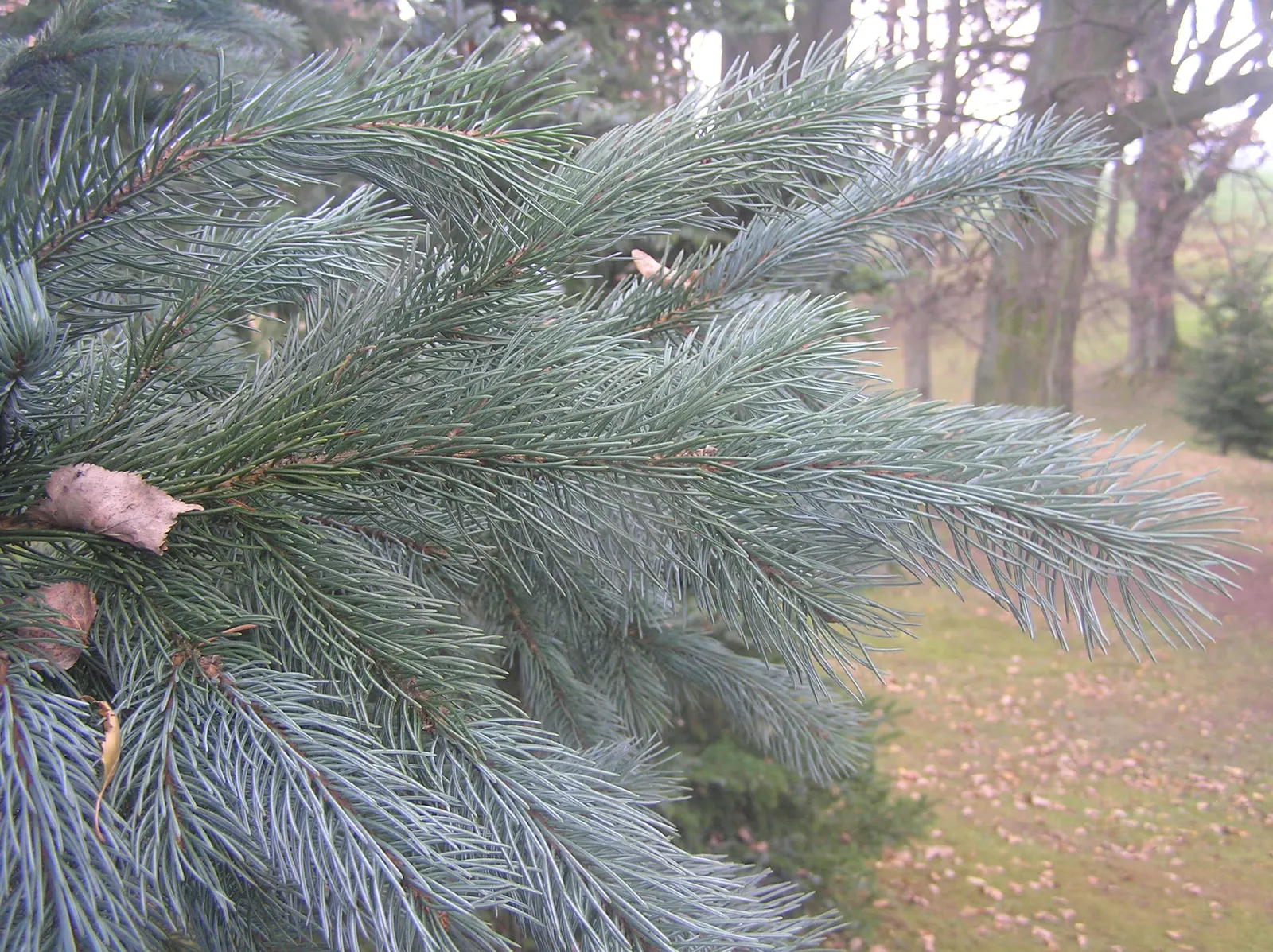 Engelmann Spruce (Picea engelmannii) — scientifically known as Picea engelmannii