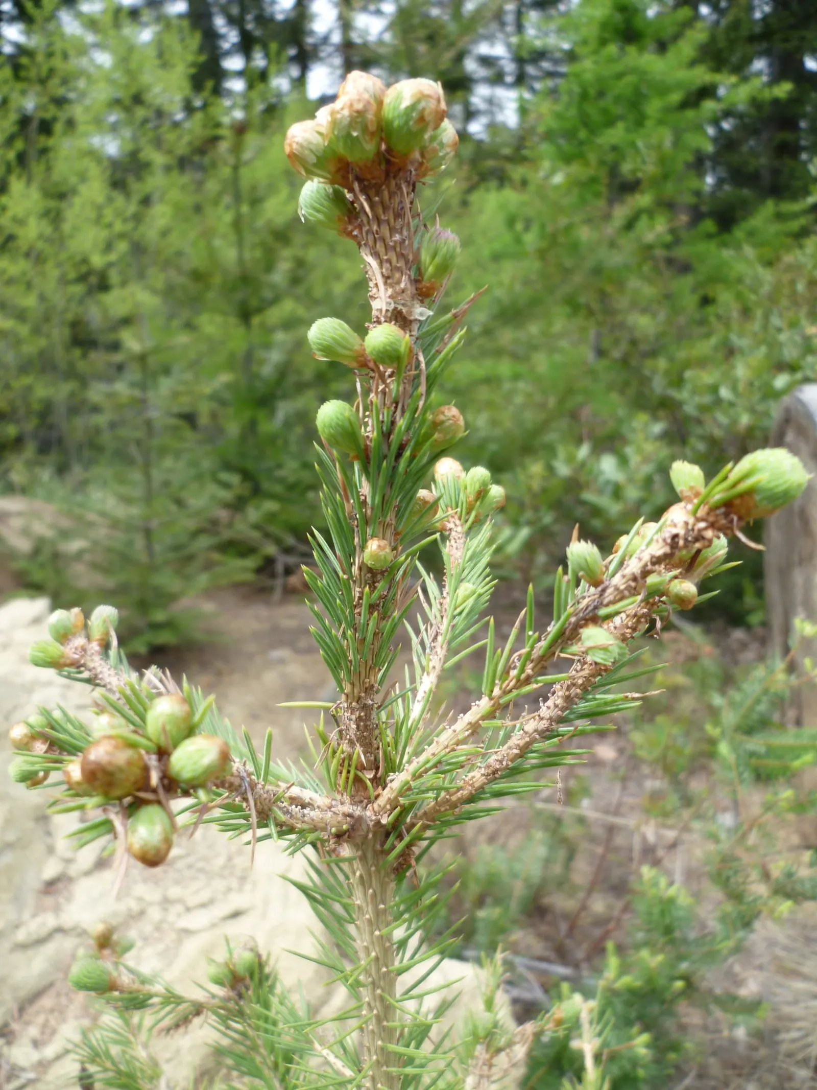 Engelmann Spruce (Picea engelmannii) — making it a robust choice for screens and background plantings in expansive landscapes; which hang elegantly from