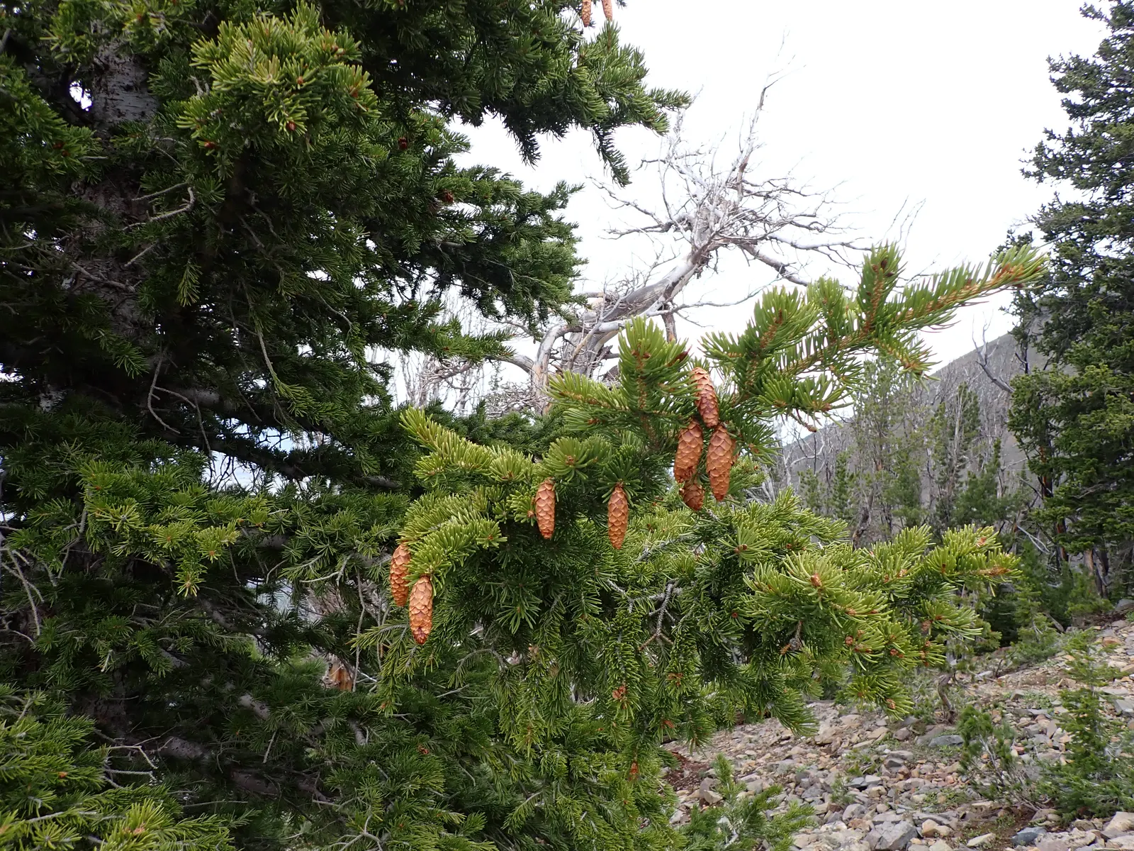 Engelmann Spruce (Picea engelmannii) — Its dense foliage provides excellent wind resistance; is a magnificent North American native conifer that, image 40