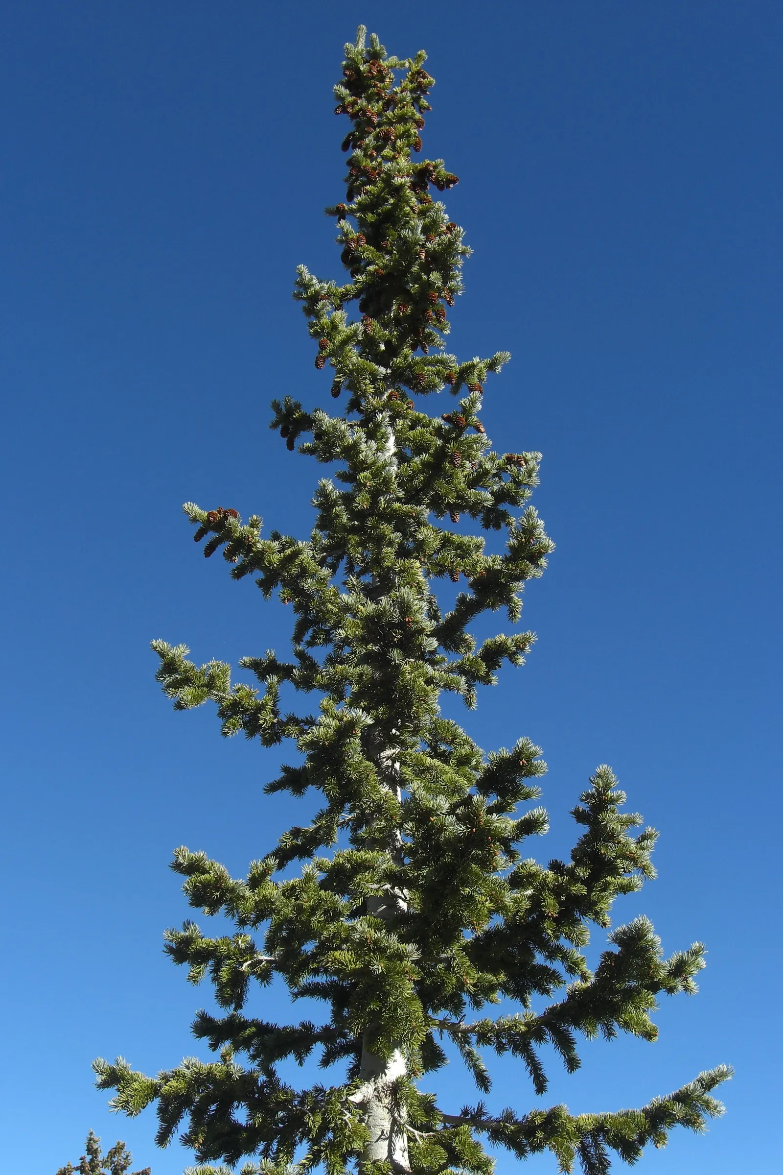 Engelmann Spruce (Picea engelmannii) — which contribute a striking texture and color contrast throughout the year