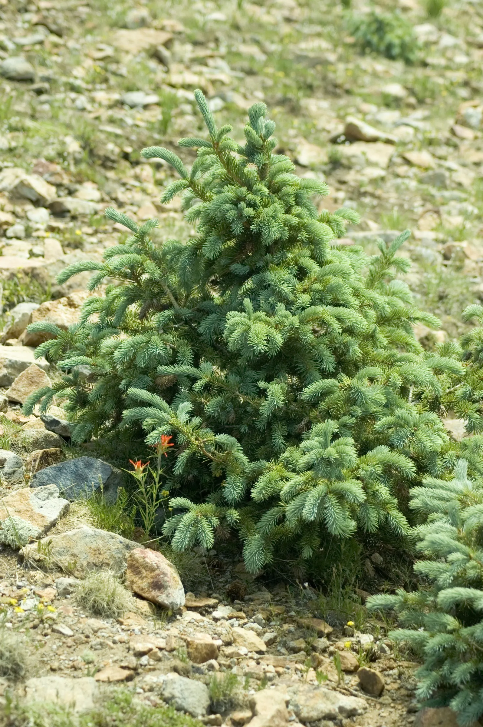 Engelmann Spruce (Picea engelmannii) — Admired for its pyramidal form and blue-green needles; conifer / tree for full, image 39