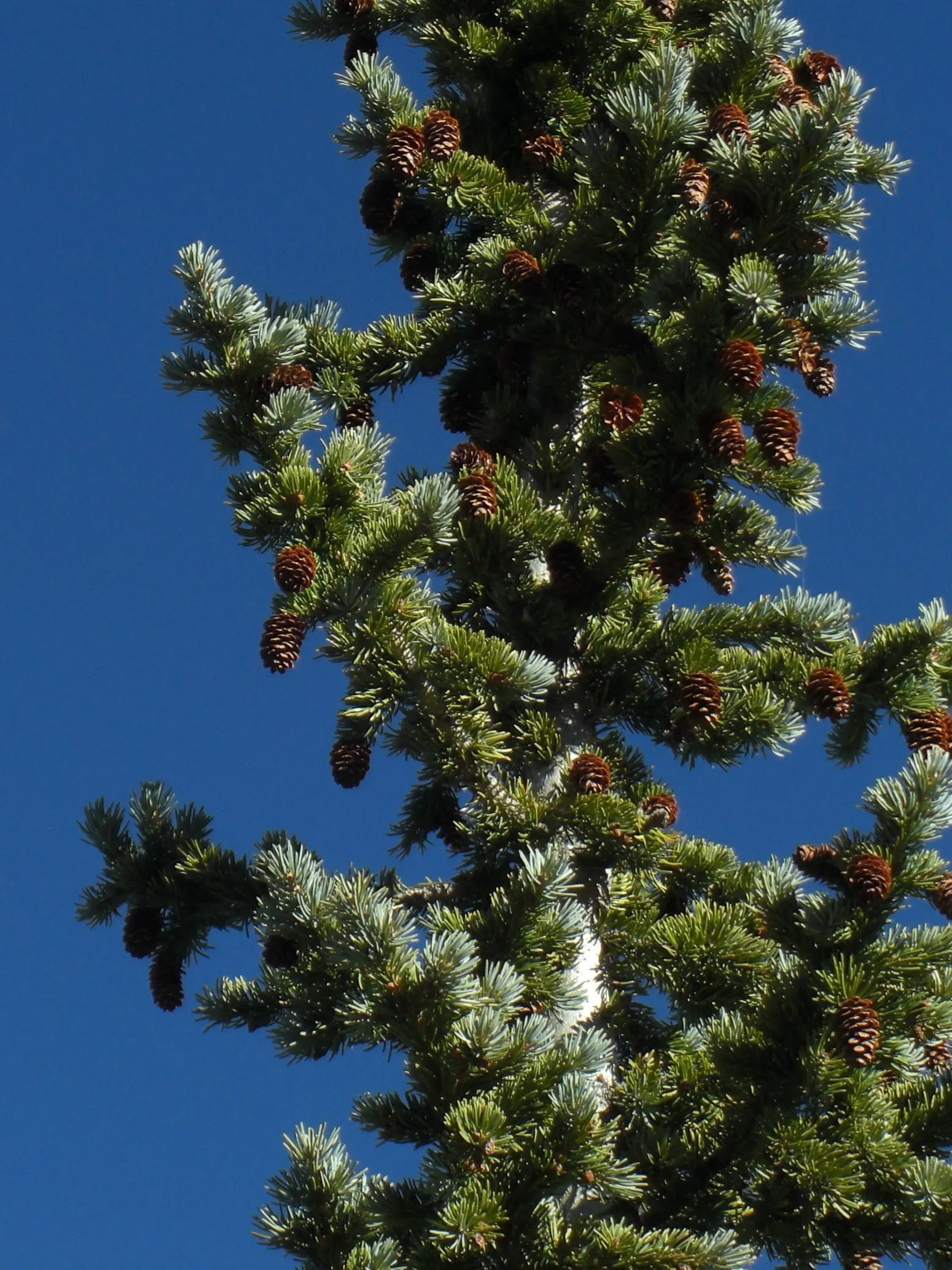 Engelmann Spruce (Picea engelmannii) — The needles are typically around 1 inch long