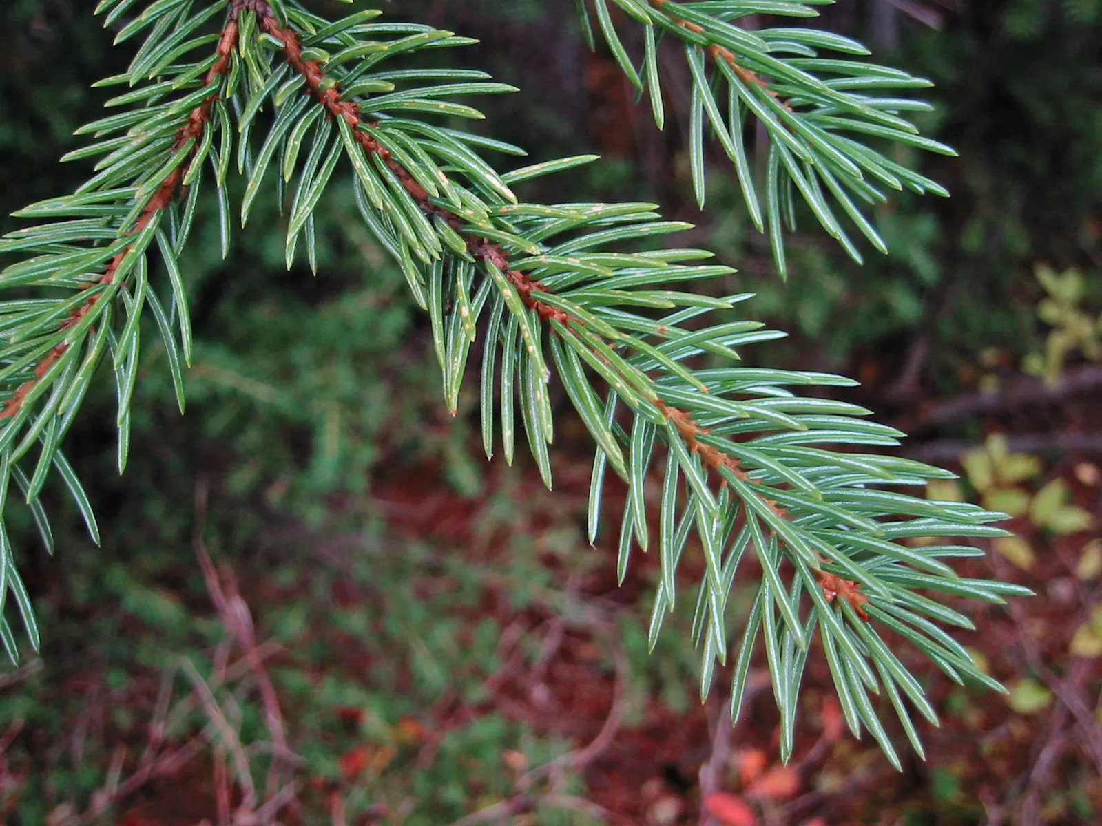 Engelmann Spruce (Picea engelmannii) — This spruce can reach impressive heights of up to 100-130 feet with a slender