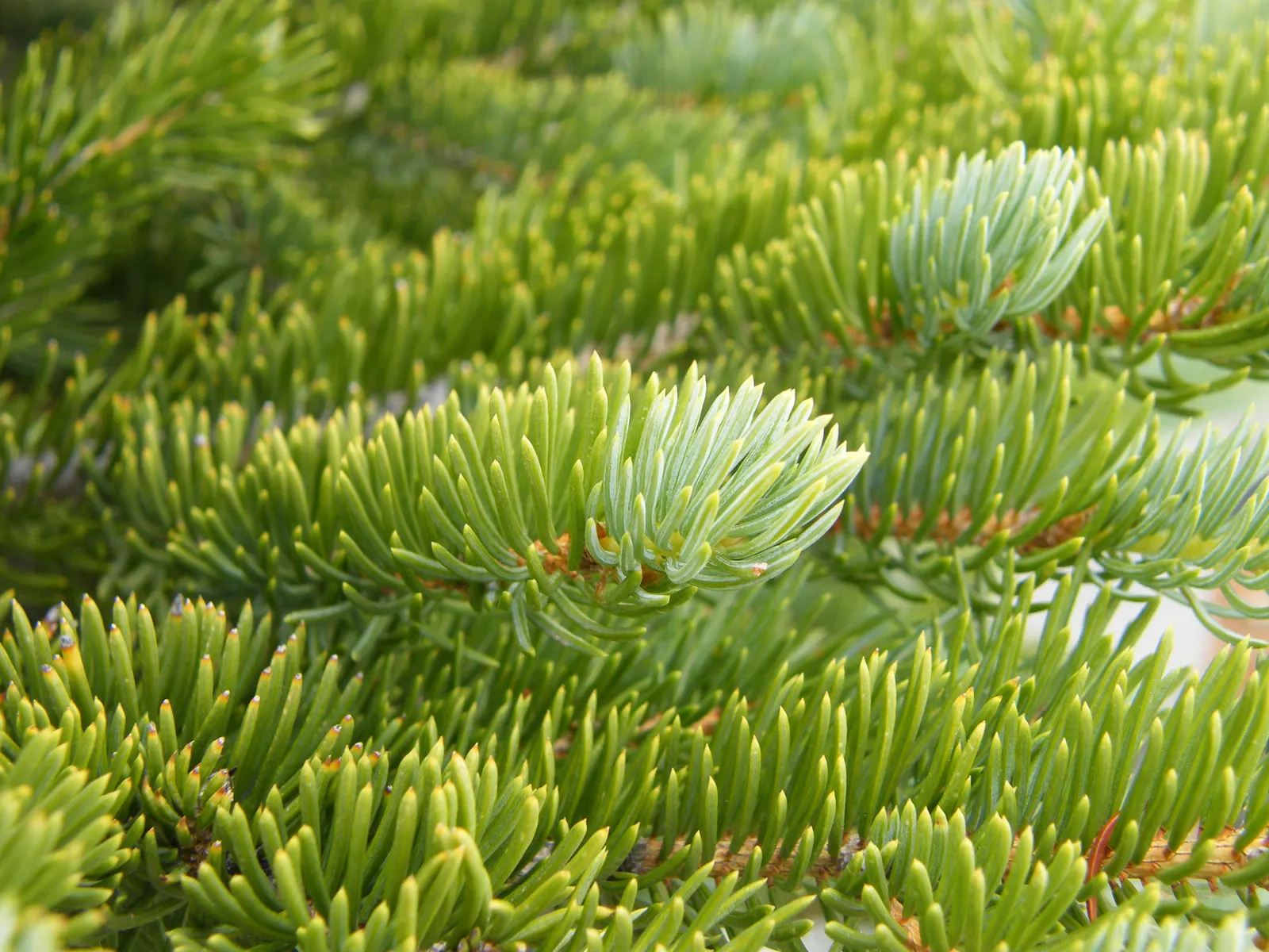 Engelmann Spruce (Picea engelmannii) — Admired for its pyramidal form and blue-green needles; conifer / tree for full