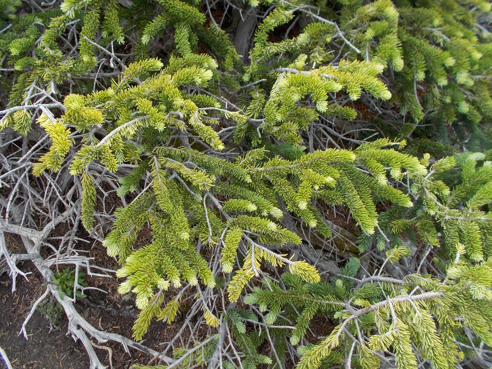 Engelmann Spruce (Picea engelmannii) — ascending to heights of 70-100 feet with a 15-30 feet spread