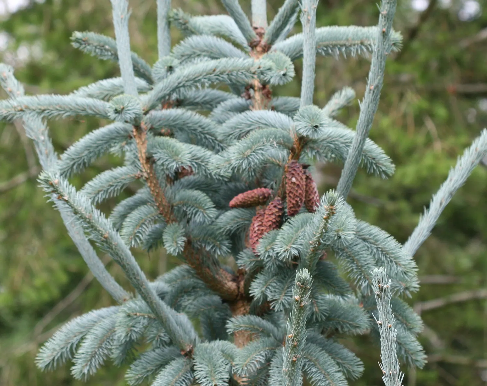 Engelmann Spruce (Picea engelmannii) — Its dense foliage provides excellent wind resistance