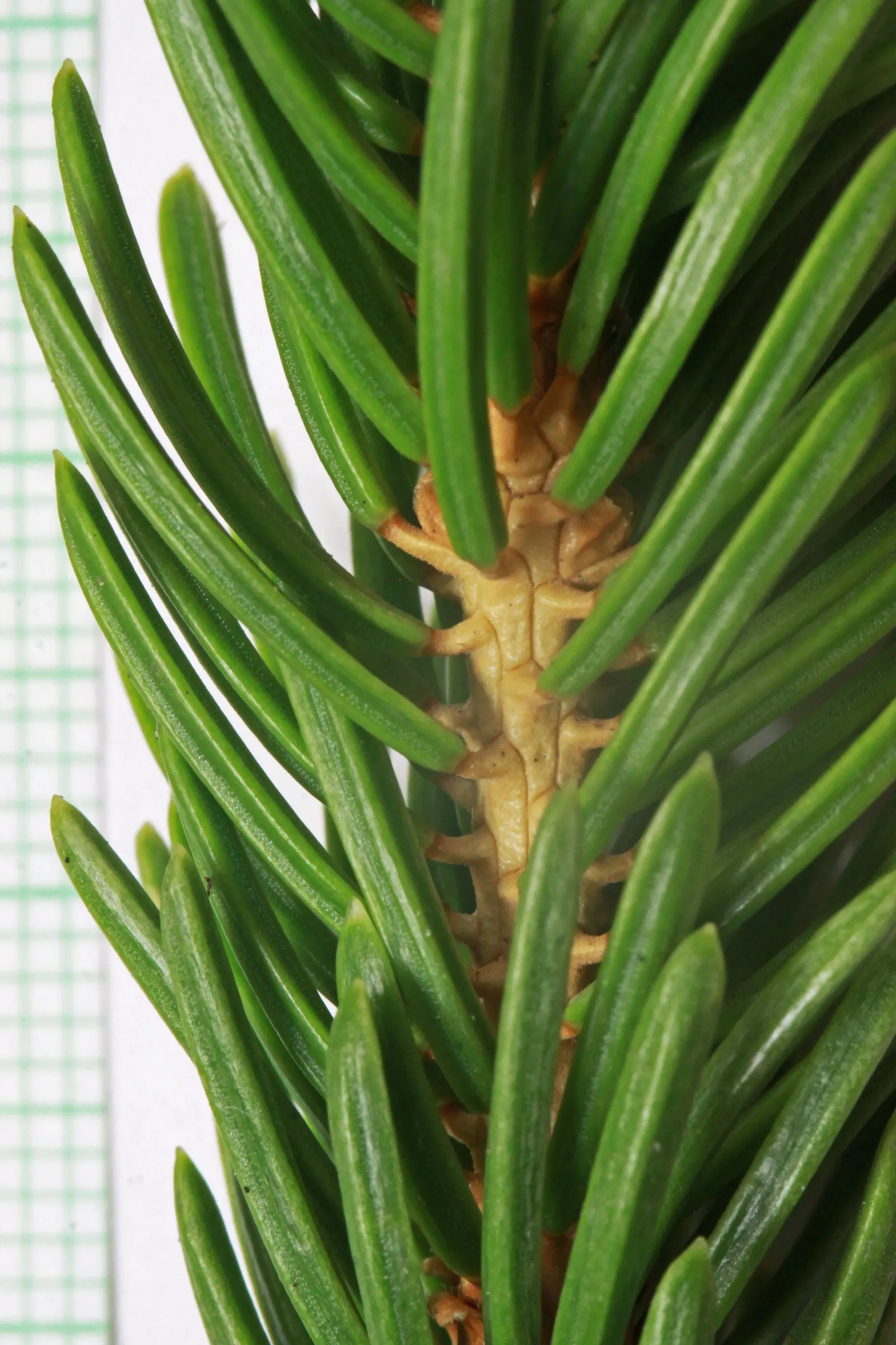 Engelmann Spruce (Picea engelmannii) — scientifically known as Picea engelmannii; admired for its pyramidal form and blue-green needles