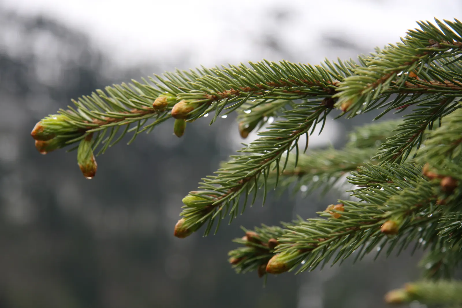 Engelmann Spruce (Picea engelmannii) — consider its full mature spread and height when planning