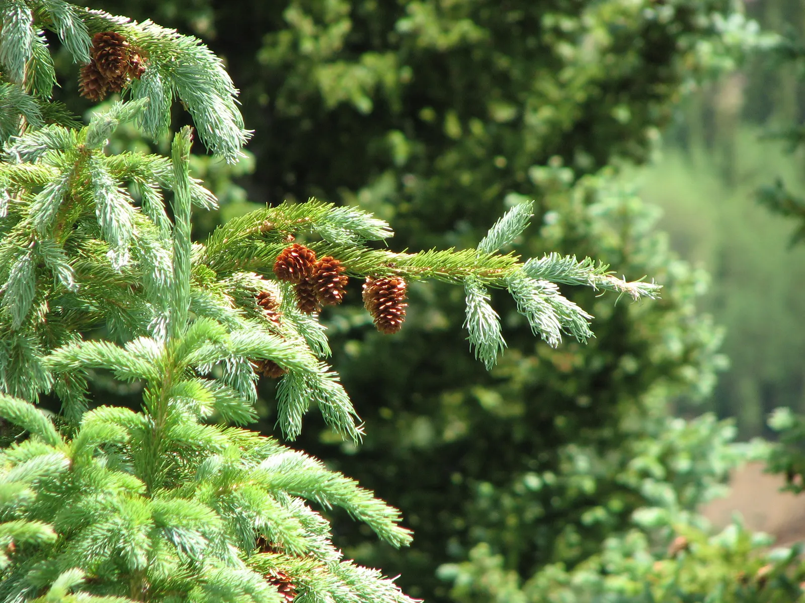 Engelmann Spruce (Picea engelmannii) — is a magnificent North American native conifer that imbues landscapes with its stately presence