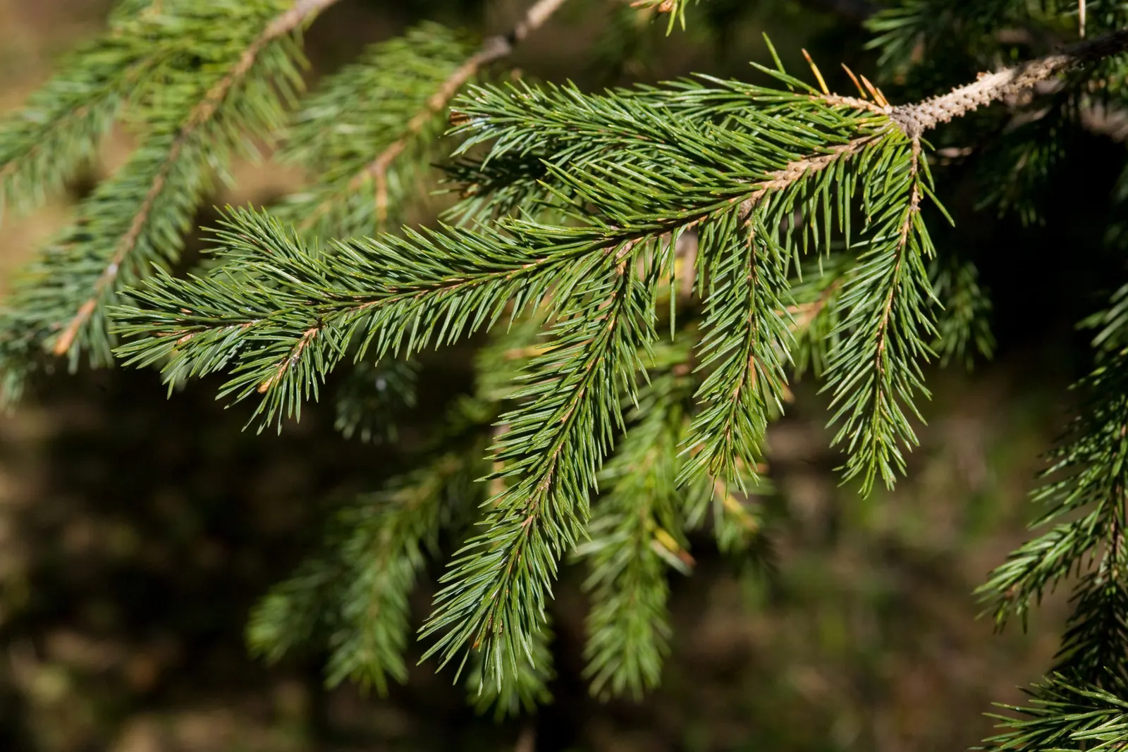 Engelmann Spruce (Picea engelmannii) — consider its full mature spread and height when planning; this spruce can reach impressive heights of up to 100-130 feet