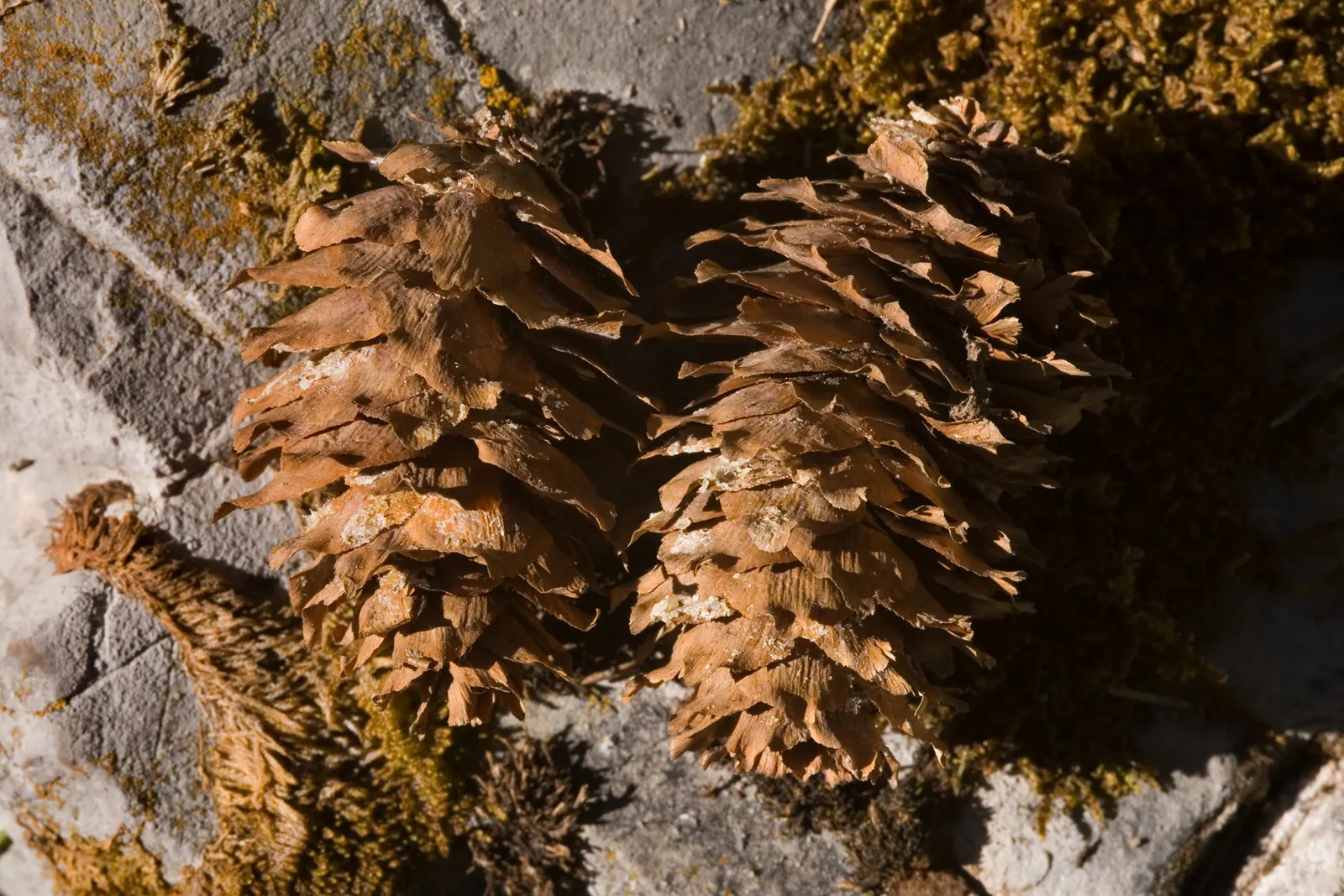Engelmann Spruce (Picea engelmannii) — making it a robust choice for screens and background plantings in expansive landscapes
