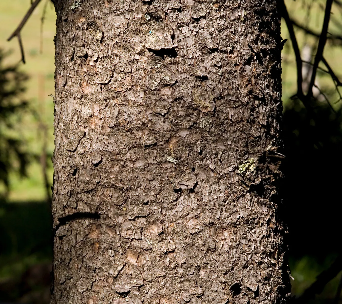 Engelmann Spruce (Picea engelmannii) — demonstrating a remarkable tolerance once established; thrives in USDA zones 3-7
