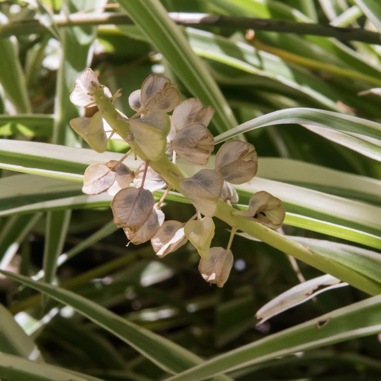 Variegated Spider Plant (Chlorophytum Comosum 'Variegatum') — perennial for deep shade or half or shade; making it as functional as it is beautiful