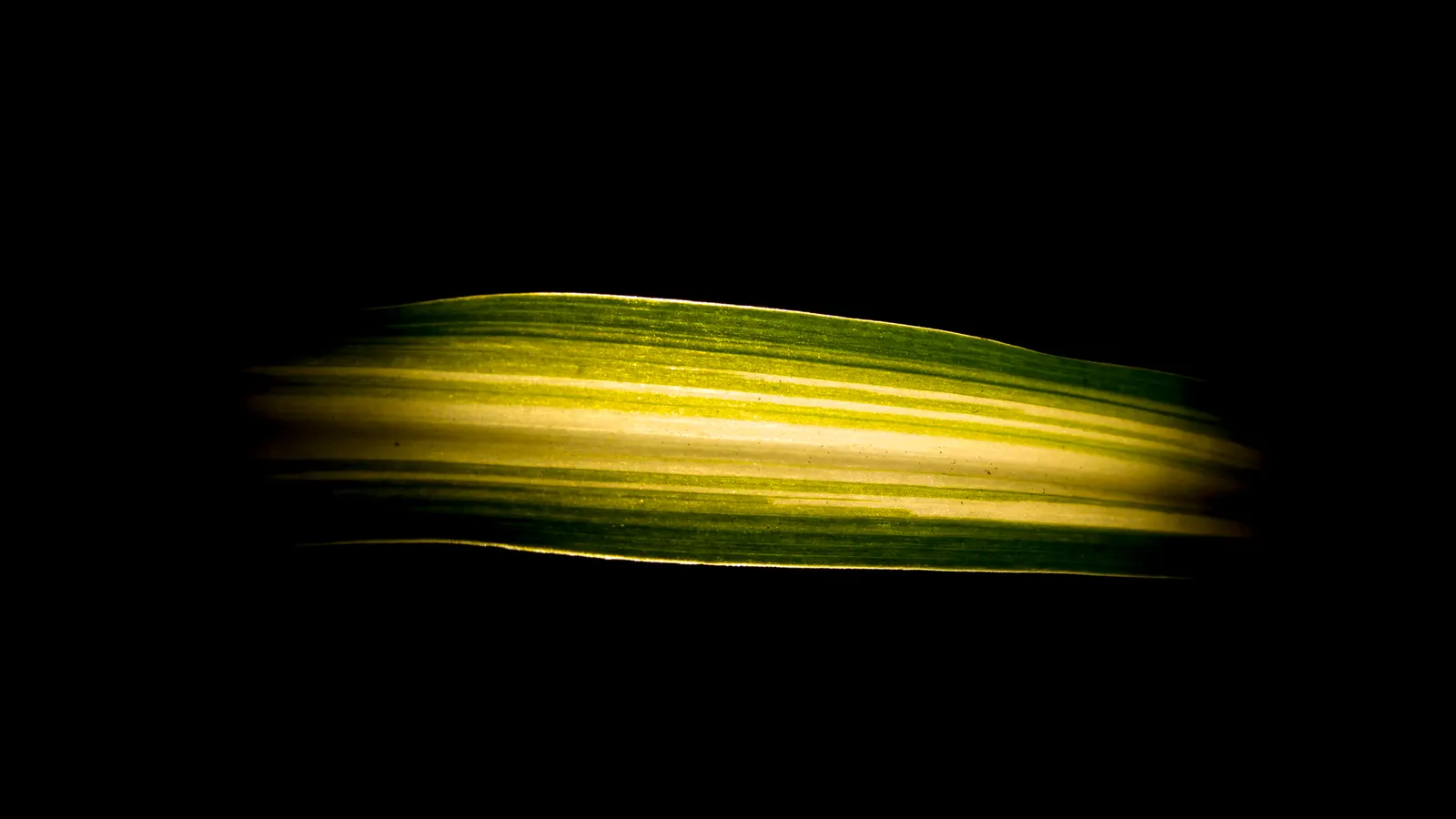Variegated Spider Plant (Chlorophytum Comosum 'Variegatum') — and shelter from harsh afternoon rays is beneficial to maintain leaf vibrancy