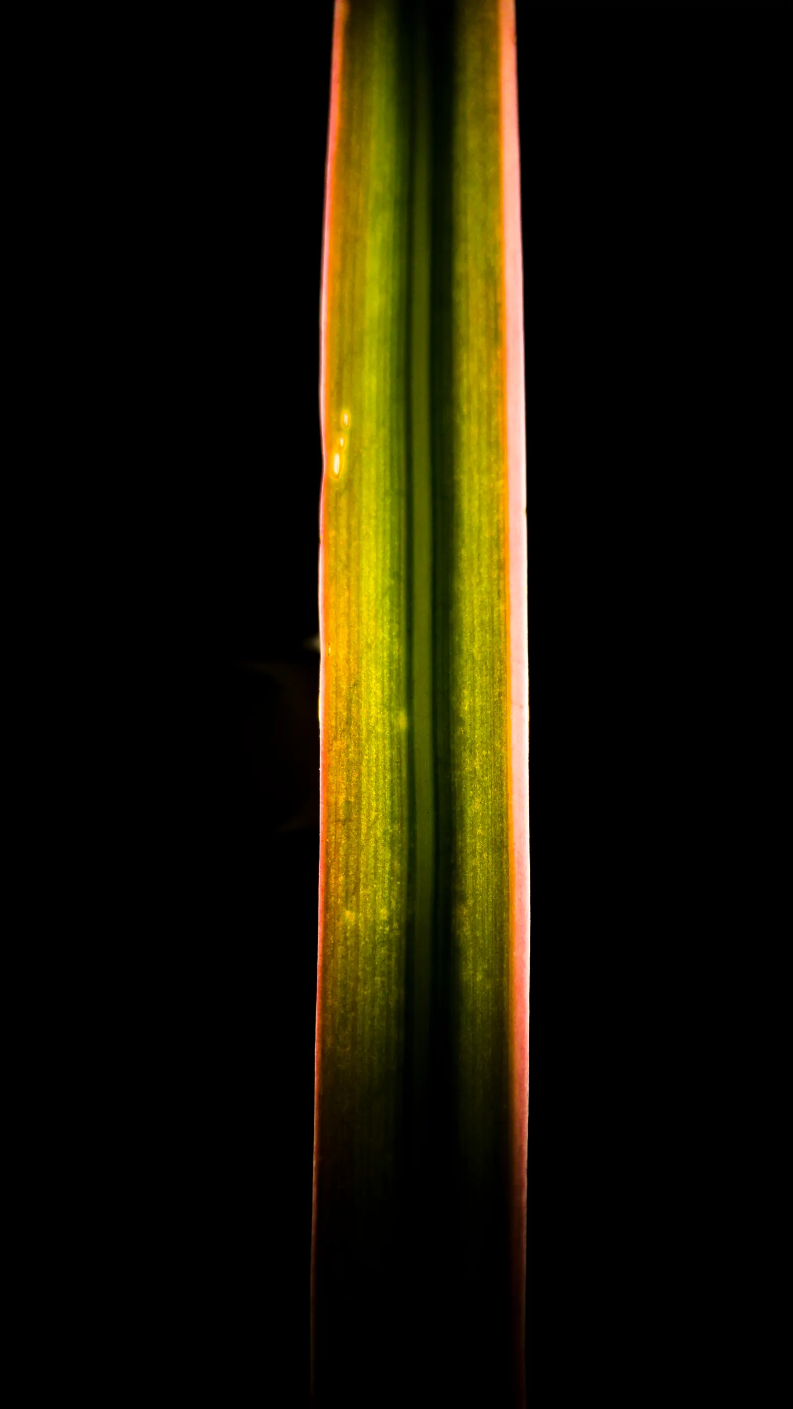 Variegated Spider Plant (Chlorophytum Comosum 'Variegatum') — It features arching leaves, up to 16 inches long, adorned with white stripes; but it performs