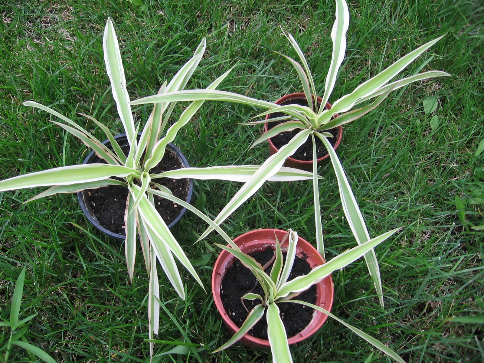 Variegated Spider Plant (Chlorophytum Comosum 'Variegatum') — The Variegated Spider Plant, Chlorophytum comosum 'Variegatum', is an attractive, low-maintenance