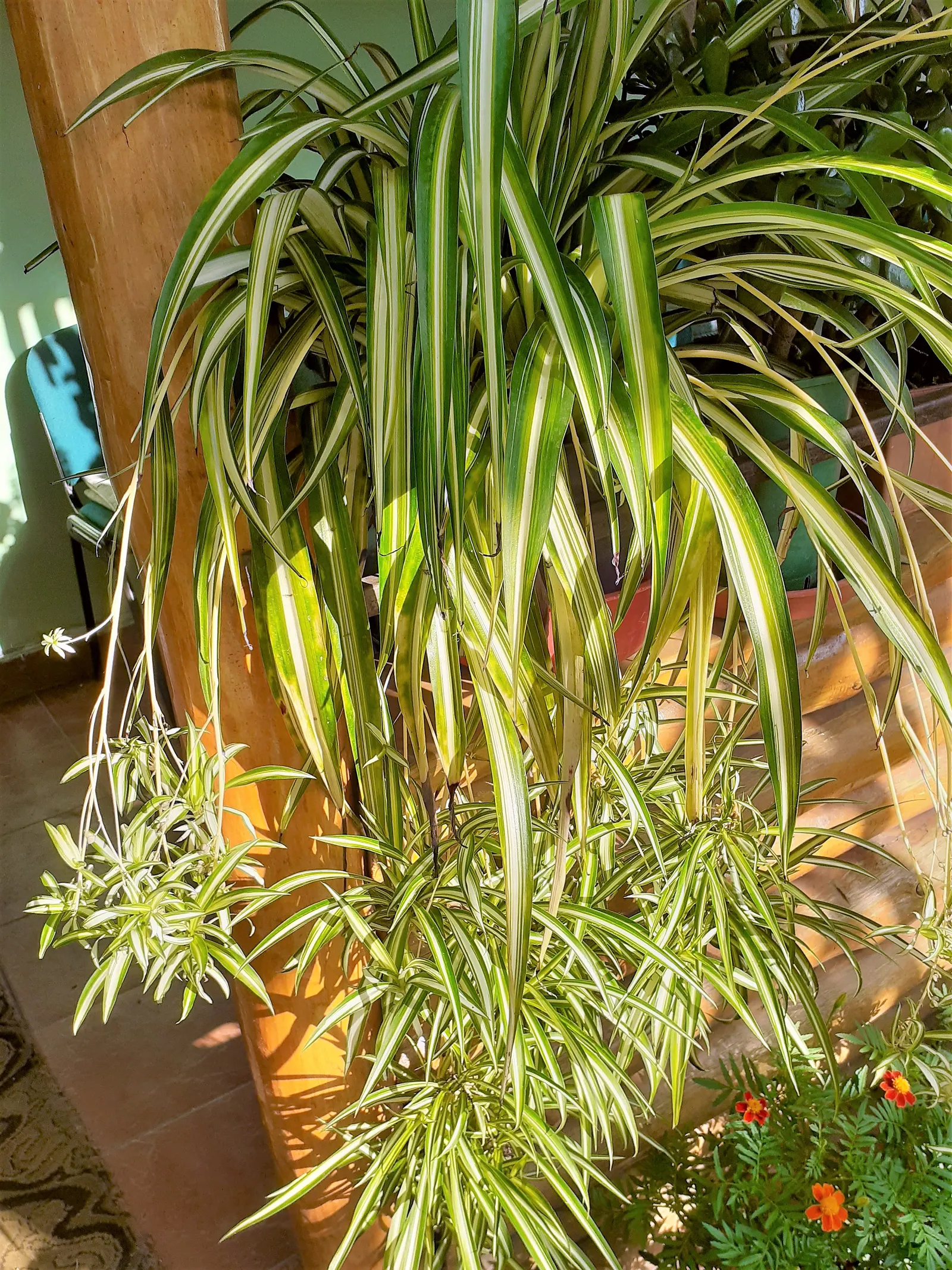 Variegated Spider Plant (Chlorophytum Comosum 'Variegatum') — this plant introduces a light; or as a ground cover in shaded areas to add texture, image 44