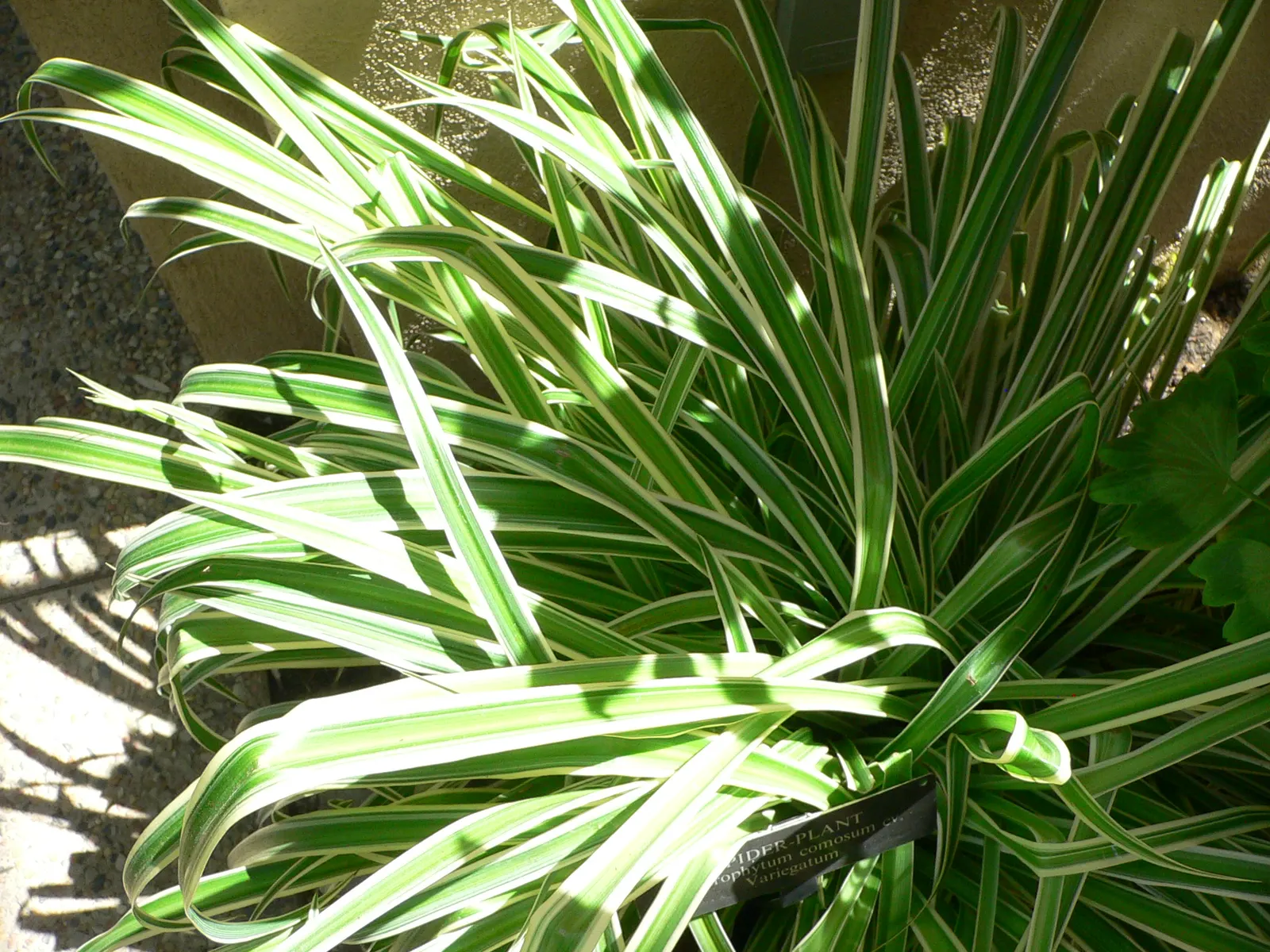 Variegated Spider Plant (Chlorophytum Comosum 'Variegatum') — With a mature spread of 12 to 18 inches, it's ideal for containers or as ground, image 38