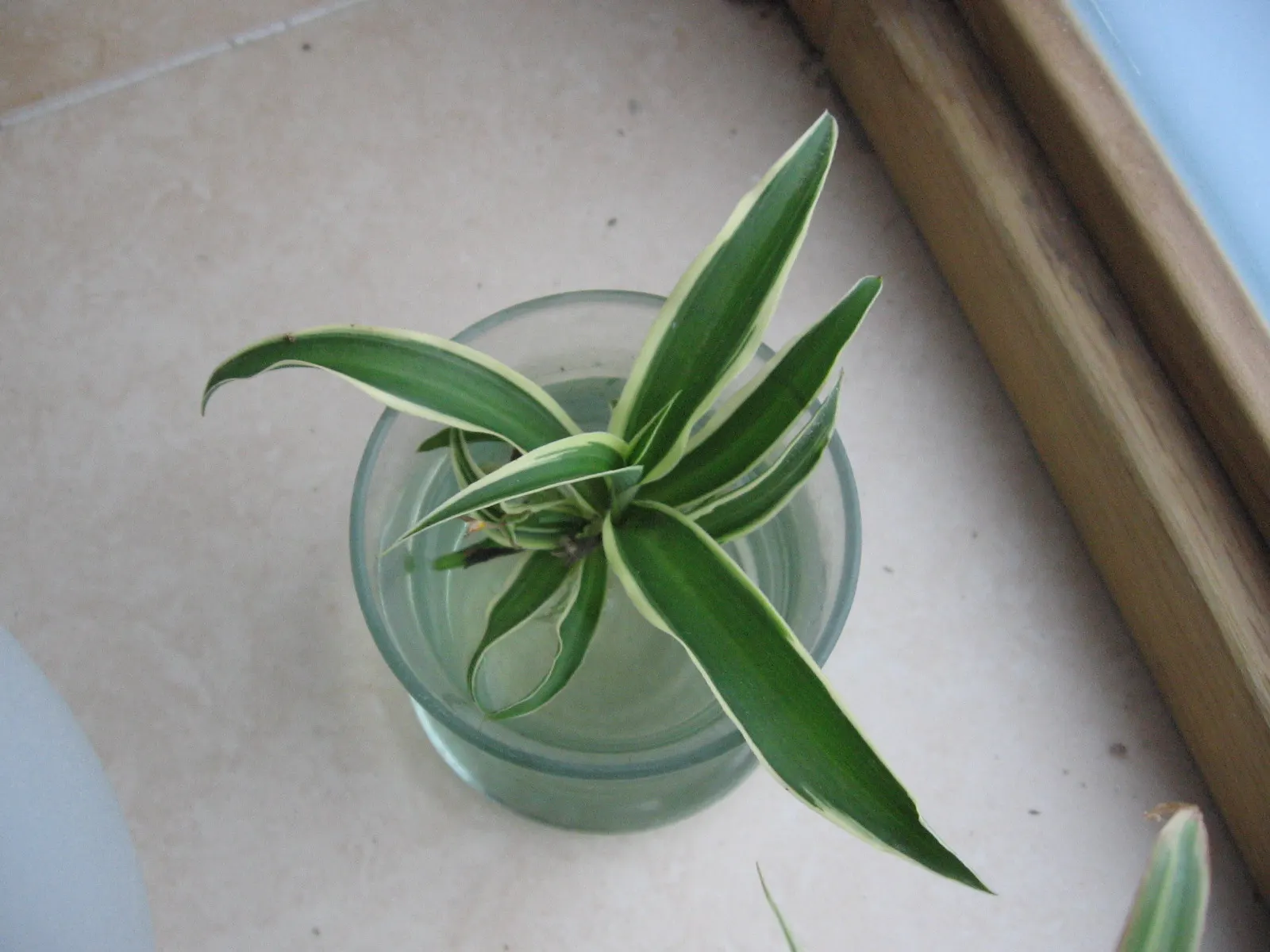 Variegated Spider Plant (Chlorophytum Comosum 'Variegatum') — and shelter from harsh afternoon rays is beneficial to maintain leaf vibrancy; the Spider Plant