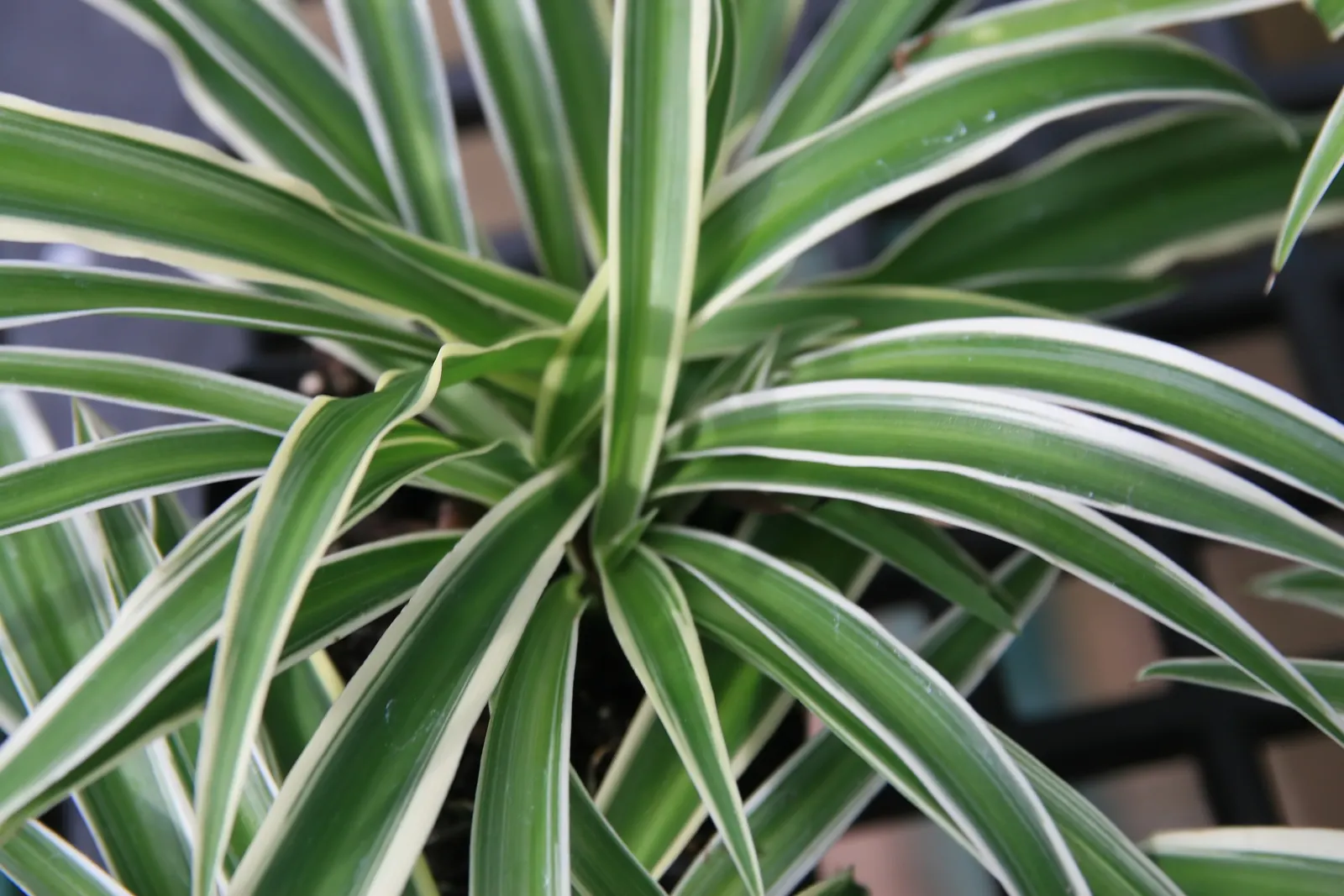 Variegated Spider Plant (Chlorophytum Comosum 'Variegatum') — This hardy plant thrives in partial shade and well-drained soil