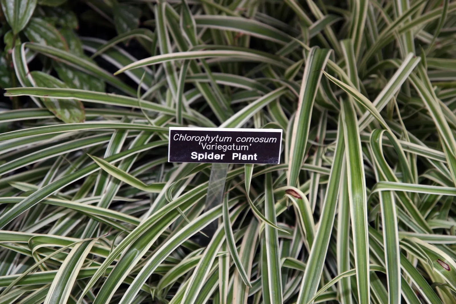 Variegated Spider Plant (Chlorophytum Comosum 'Variegatum') — making it as functional as it is beautiful; this plant introduces a light