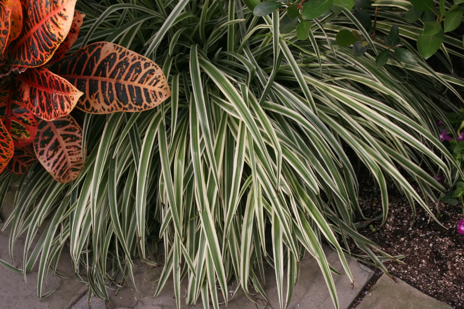 Variegated Spider Plant (Chlorophytum Comosum 'Variegatum') — or as a ground cover in shaded areas to add texture and color; is a remarkably resilient and