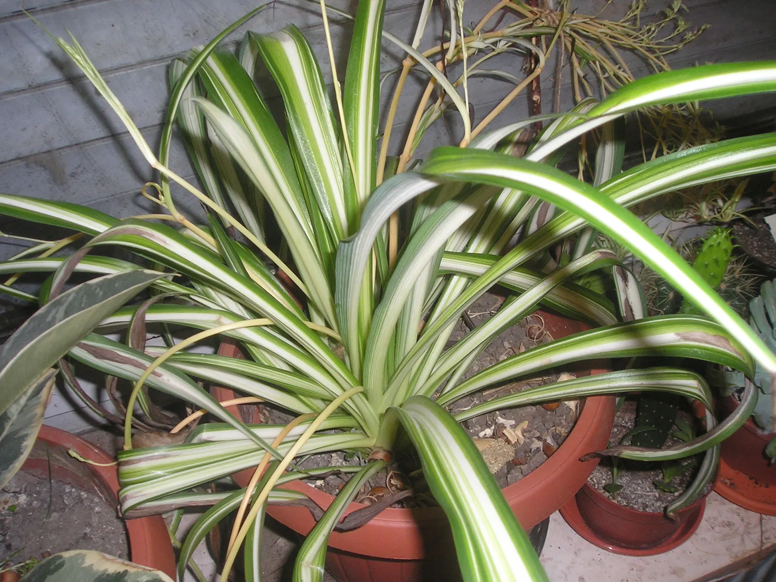 Variegated Spider Plant (Chlorophytum Comosum 'Variegatum') — thriving in both indoor and outdoor settings; it features arching leaves, up to 16, image 42