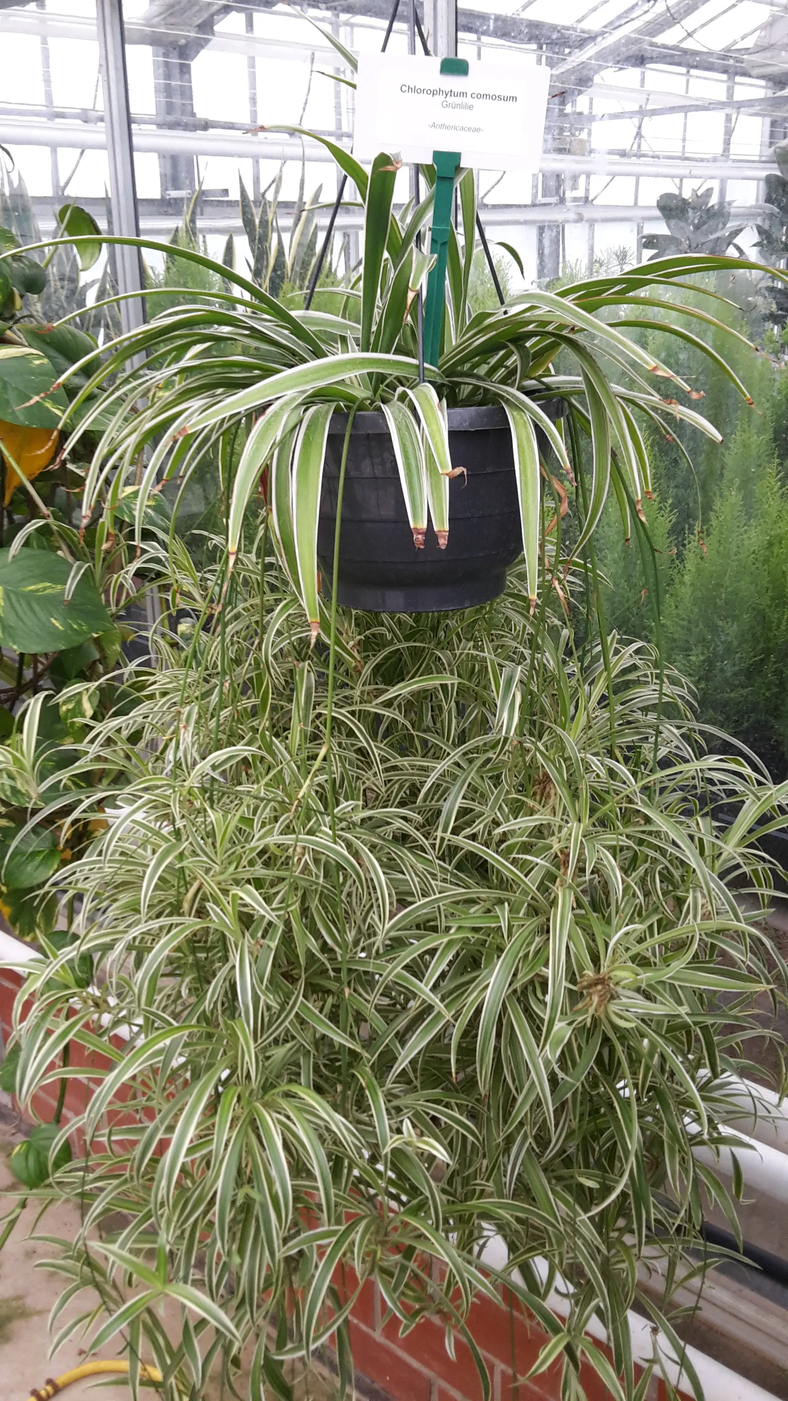 Variegated Spider Plant (Chlorophytum Comosum 'Variegatum') — perennial for deep shade or half or shade