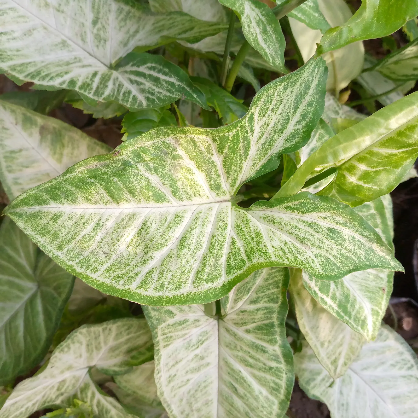 Variegated Spider Plant (Chlorophytum Comosum 'Variegatum') — arching leaves that are a striking blend of creamy white and green stripes
