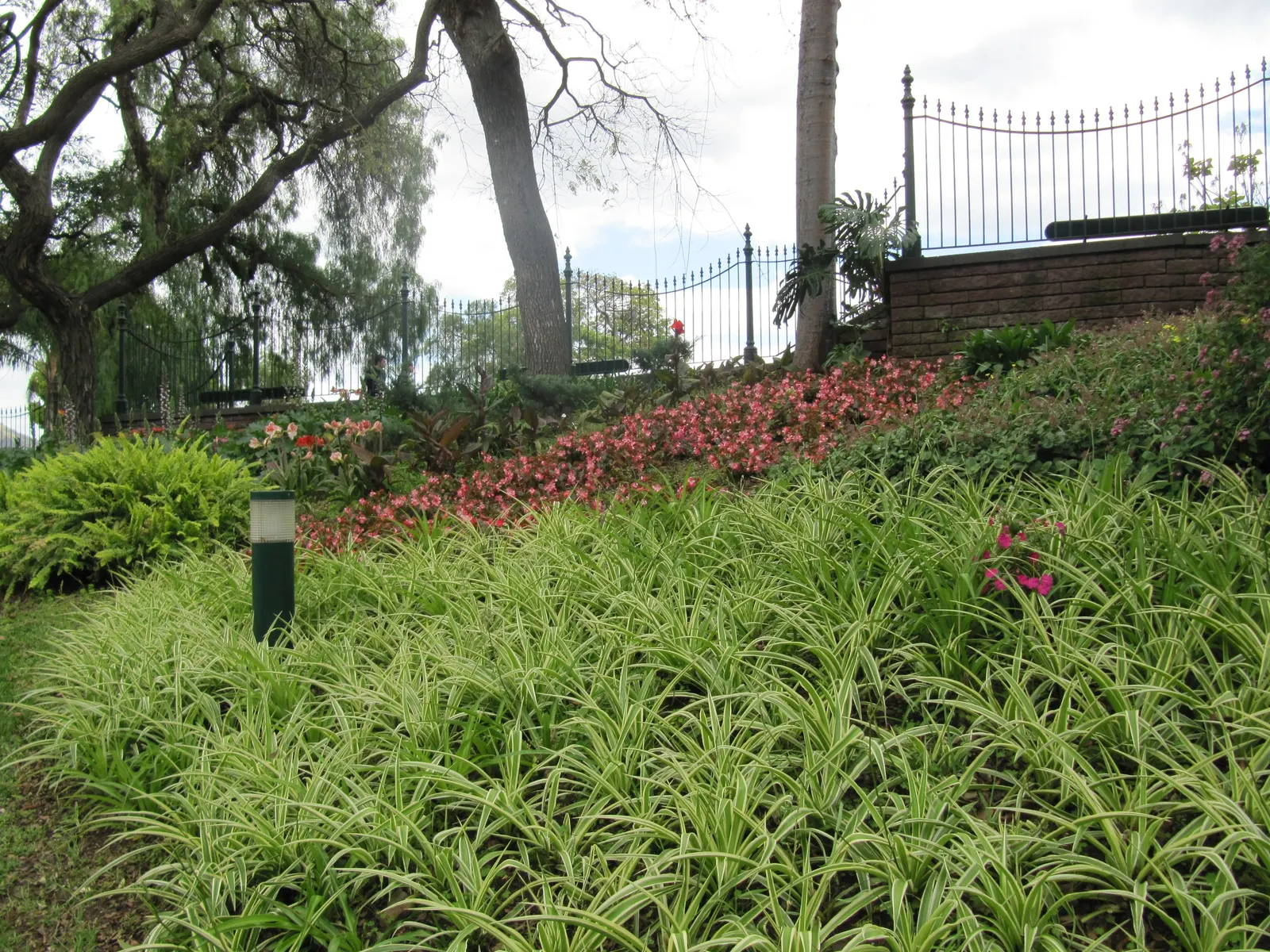 Variegated Spider Plant (Chlorophytum Comosum 'Variegatum') — this plant introduces a light