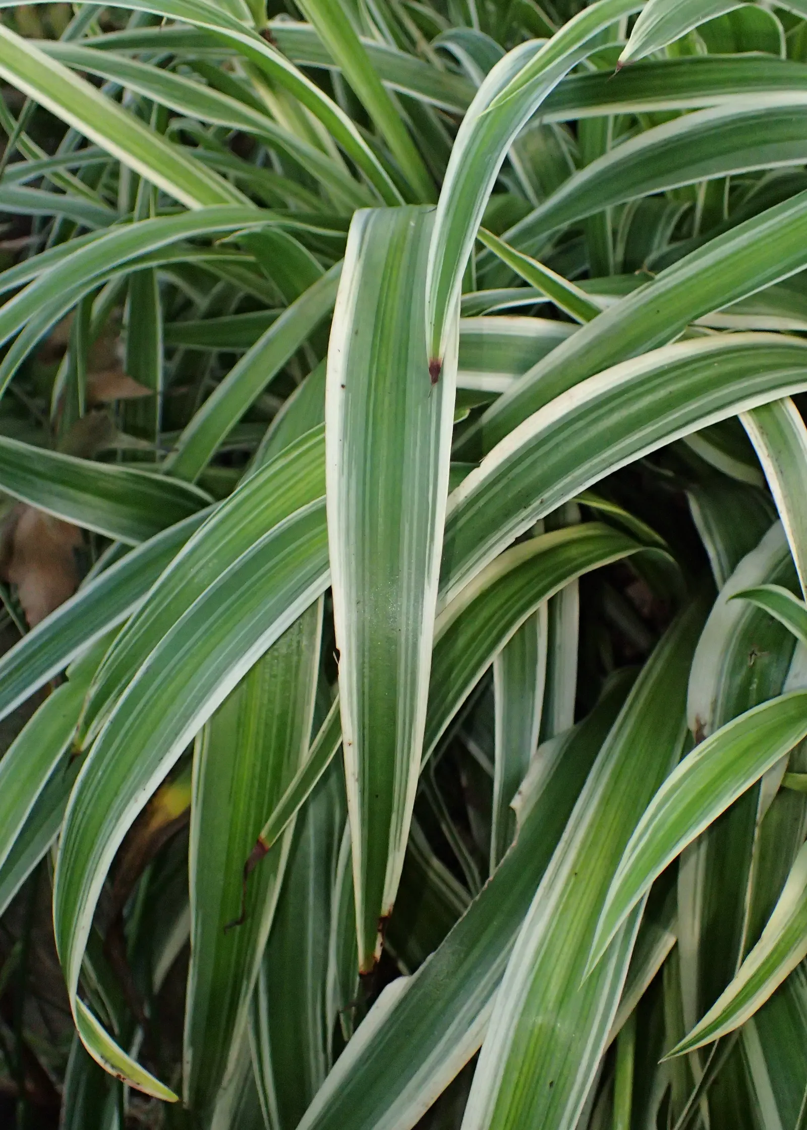 Variegated Spider Plant (Chlorophytum Comosum 'Variegatum') — scientifically known as Chlorophytum comosum 'Variegatum'; air-purifying qualities, image 40