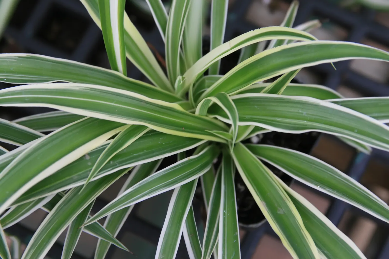 Variegated Spider Plant (Chlorophytum Comosum 'Variegatum') — it's particularly effective in hanging baskets or elevated planters where its foliage can cascade